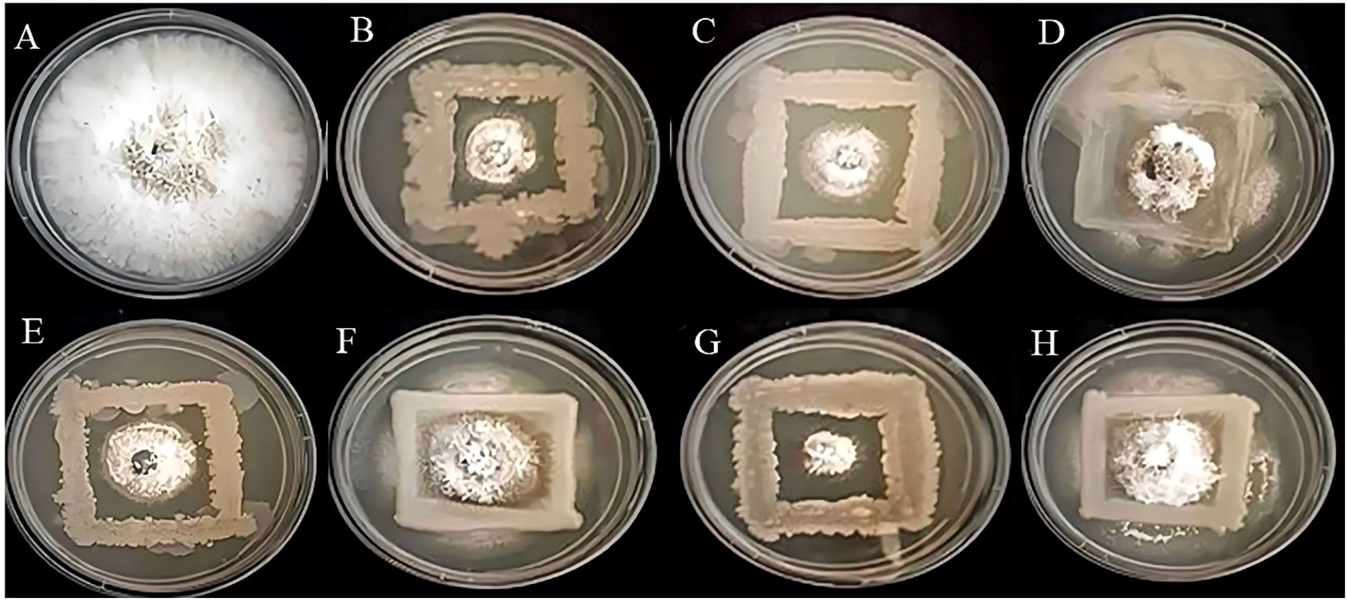 Petri dishes labeled A to H, each containing fungal growth patterns. A shows a dense central colony, while B through H display varying square and circular patterns of fungi spreading.