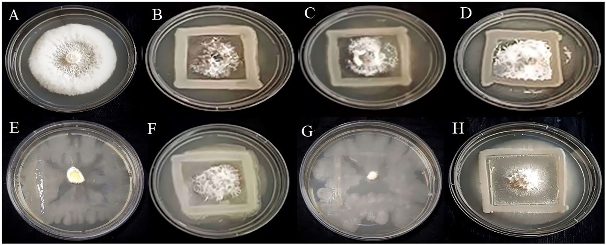 Eight petri dishes labeled A to H exhibit various fungal growth patterns. Dish A shows a dense, circular fungal colony. B, C, D, F, and H display smaller, central colonies surrounded by a lighter area, each enclosed in a square outline. E has a small, central yellowish colony with radial spread. G features a diffuse, cloudy growth pattern across the dish.