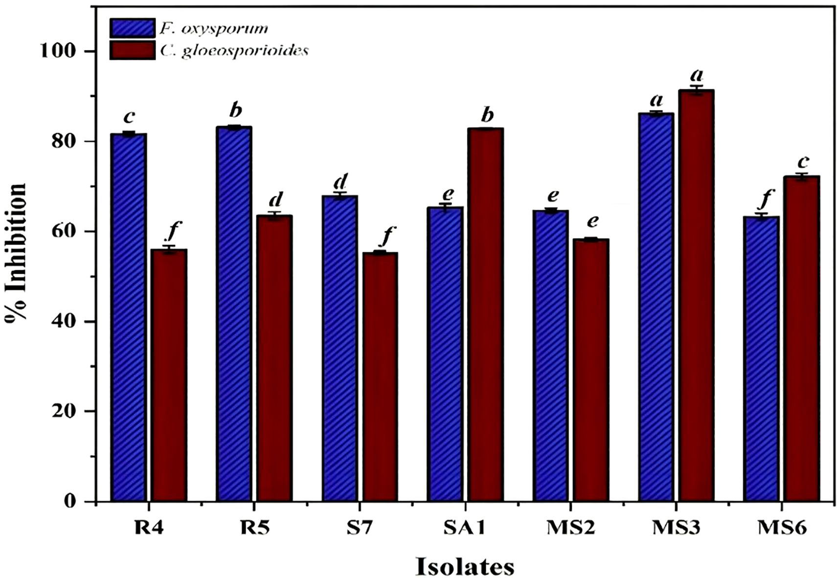 Bar chart showing percentage inhibition of different isolates against *Fusarium oxysporum* and *Colletotrichum gloeosporioides*. Isolates R4, R5, S7, SA1, MS2, MS3, and MS6 are compared. *F. oxysporum* (blue) and *C. gloeosporioides* (red) show varying inhibition levels, with the highest for MS3 in red and SA1 in blue. Each bar is labeled from 'a' to 'f'.