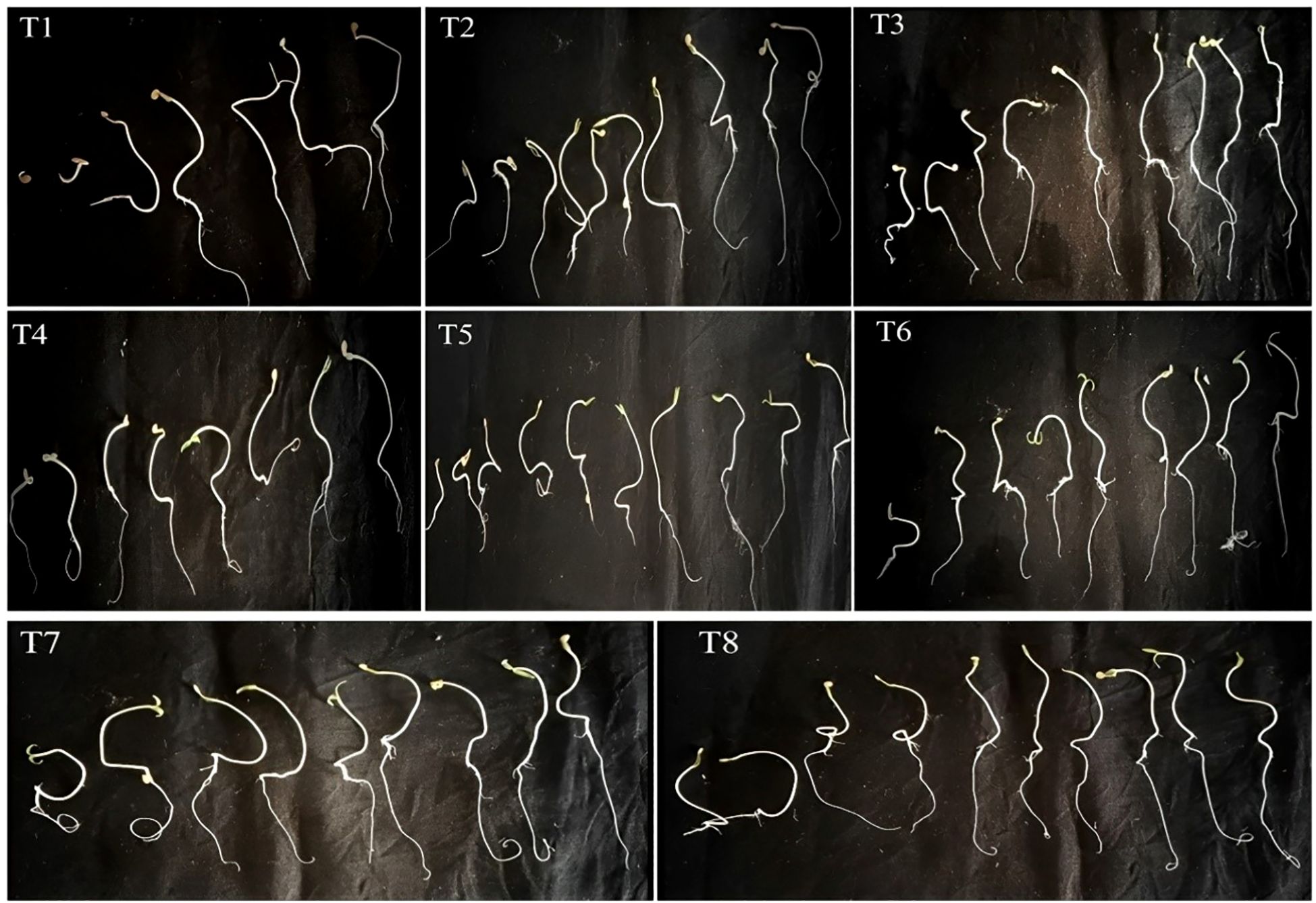 Various seeds germinating in eight labeled panels (T1 to T8) against a dark background. Each panel shows seeds at different growth stages, with visible sprouts and roots, exhibiting varying lengths and curvatures.