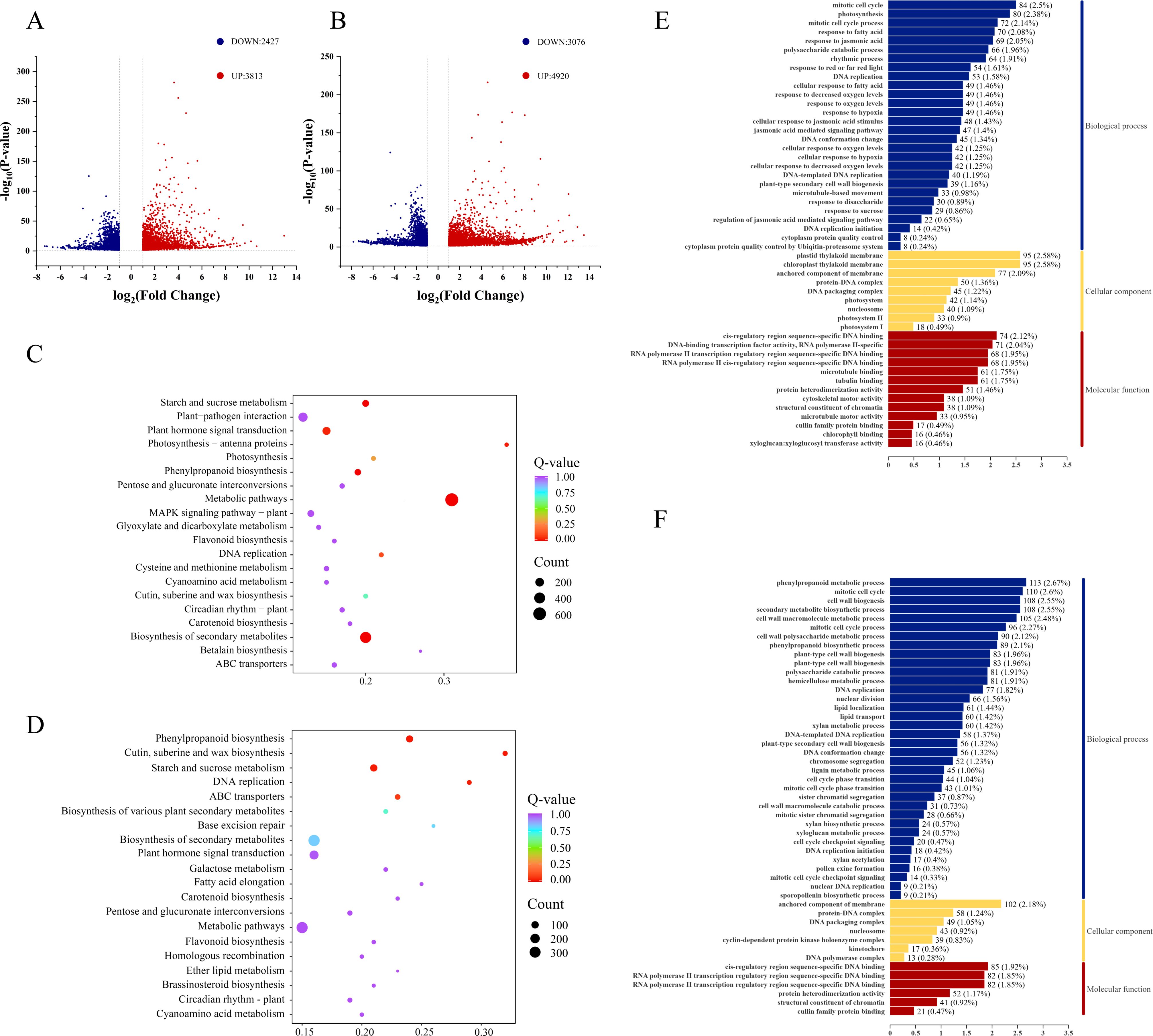 A series of graphs depicting gene expression analysis and pathway enrichment. Panels A and B show volcano plots with blue and red dots, representing downregulated and upregulated genes, respectively. Panels C and D are bubble plots showing enriched pathways, with size indicating gene count and color denoting Q-value. Panels E and F display bar graphs categorizing gene ontology terms into biological processes, cellular components, and molecular functions, with bars color-coded and percentage labels included.