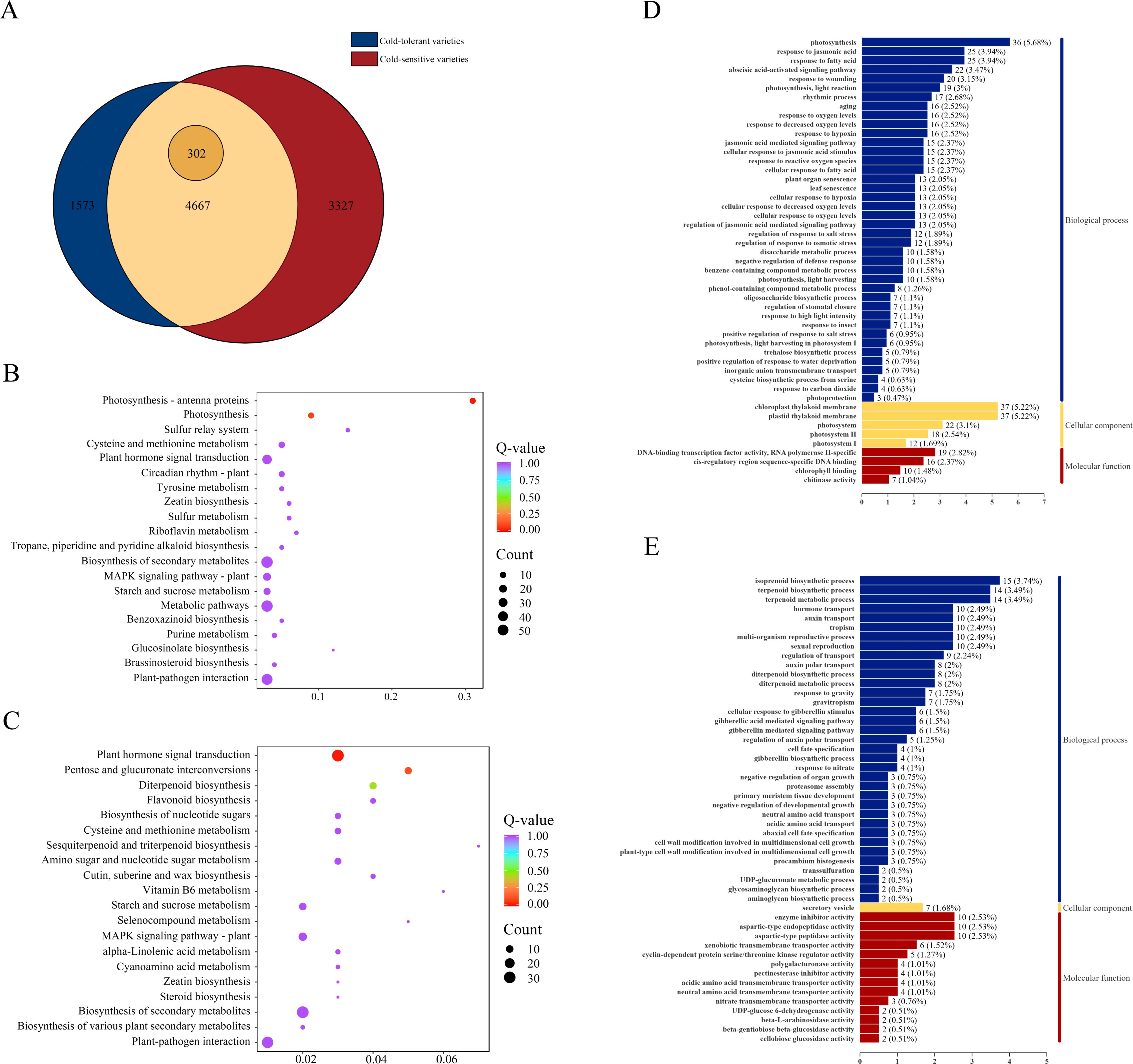 Venn diagram showing gene variations: 1573 unique to cold-tolerant, 3327 to cold-sensitive, 4667 shared. Bubble charts (B, C) show pathway enrichments with Q-values and counts affecting plant metabolism. Bar charts (D, E) display gene ontology classifications, including processes, components, and functions with respective percentages and counts.