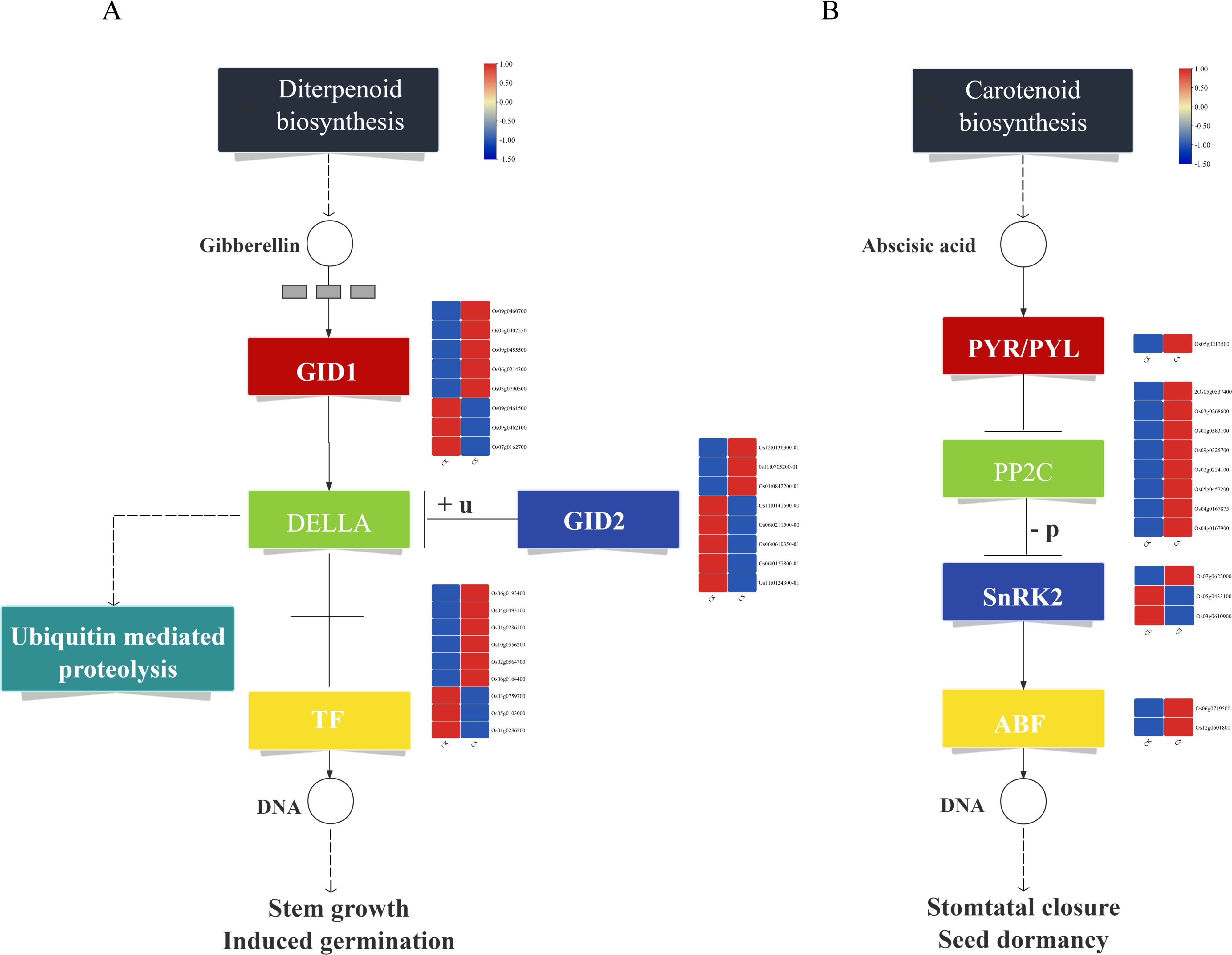 Diagram illustrating plant hormone signaling pathways. Panel A shows gibberellin signaling involved in stem growth and germination, highlighting diterpenoid biosynthesis, GID1, DELLA, and ubiquitin-mediated proteolysis. Panel B depicts abscisic acid signaling related to stomatal closure and seed dormancy, featuring carotenoid biosynthesis, PYL/PYR, PP2C, SnRK2, and ABF. Both panels include color-coded gene expression heat maps.