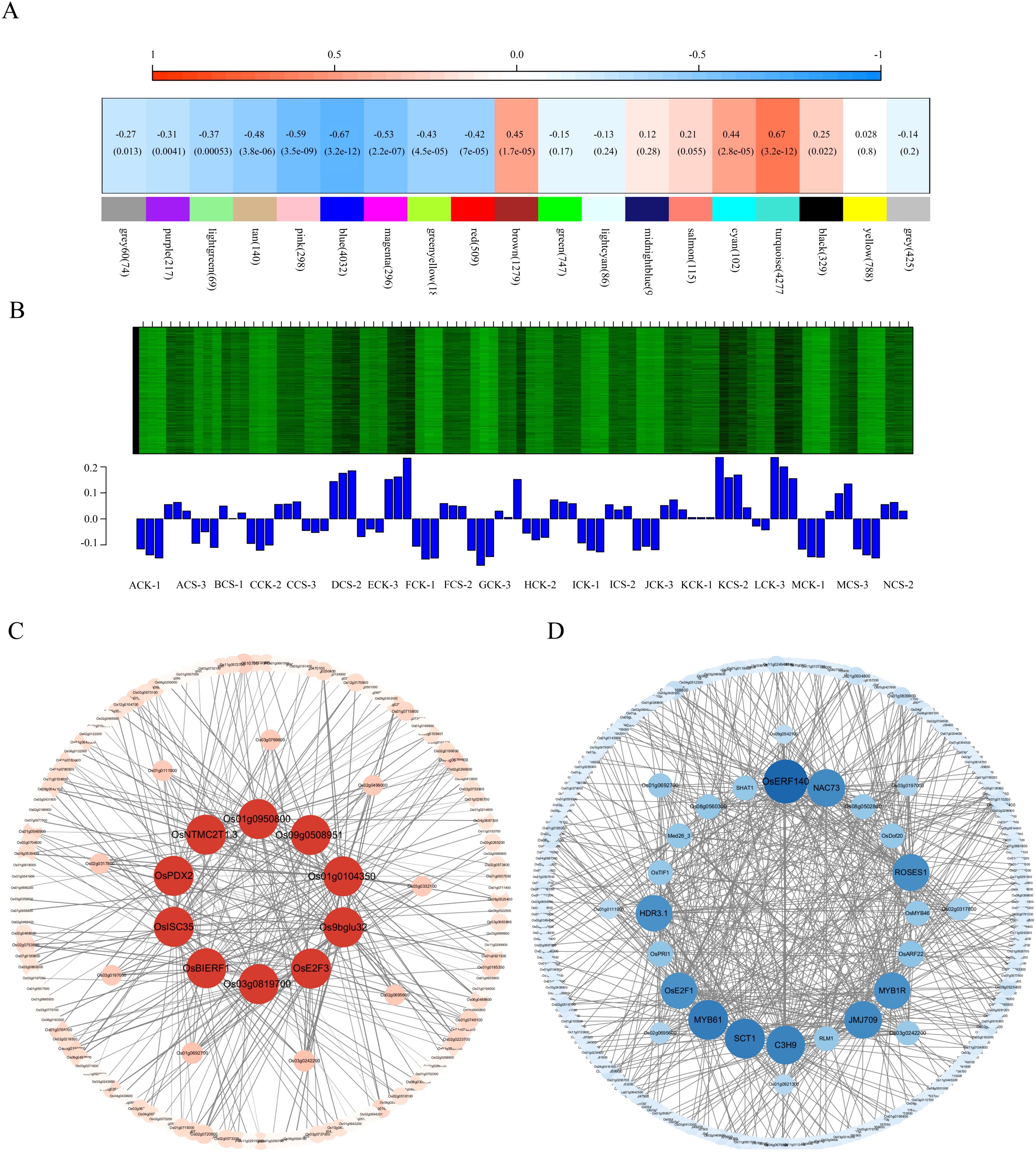 Panel A shows a heatmap with blue to red gradients representing values from negative to positive, with corresponding color-coded categories. Panel B includes a green matrix and blue bar chart, showing gene expression data across different samples labeled at the bottom. Panel C features a network diagram with nodes and edges, highlighting central red nodes labeled with gene identifiers. Panel D displays a similar network diagram with central blue nodes, also labeled with gene identifiers. Both networks illustrate gene interactions.