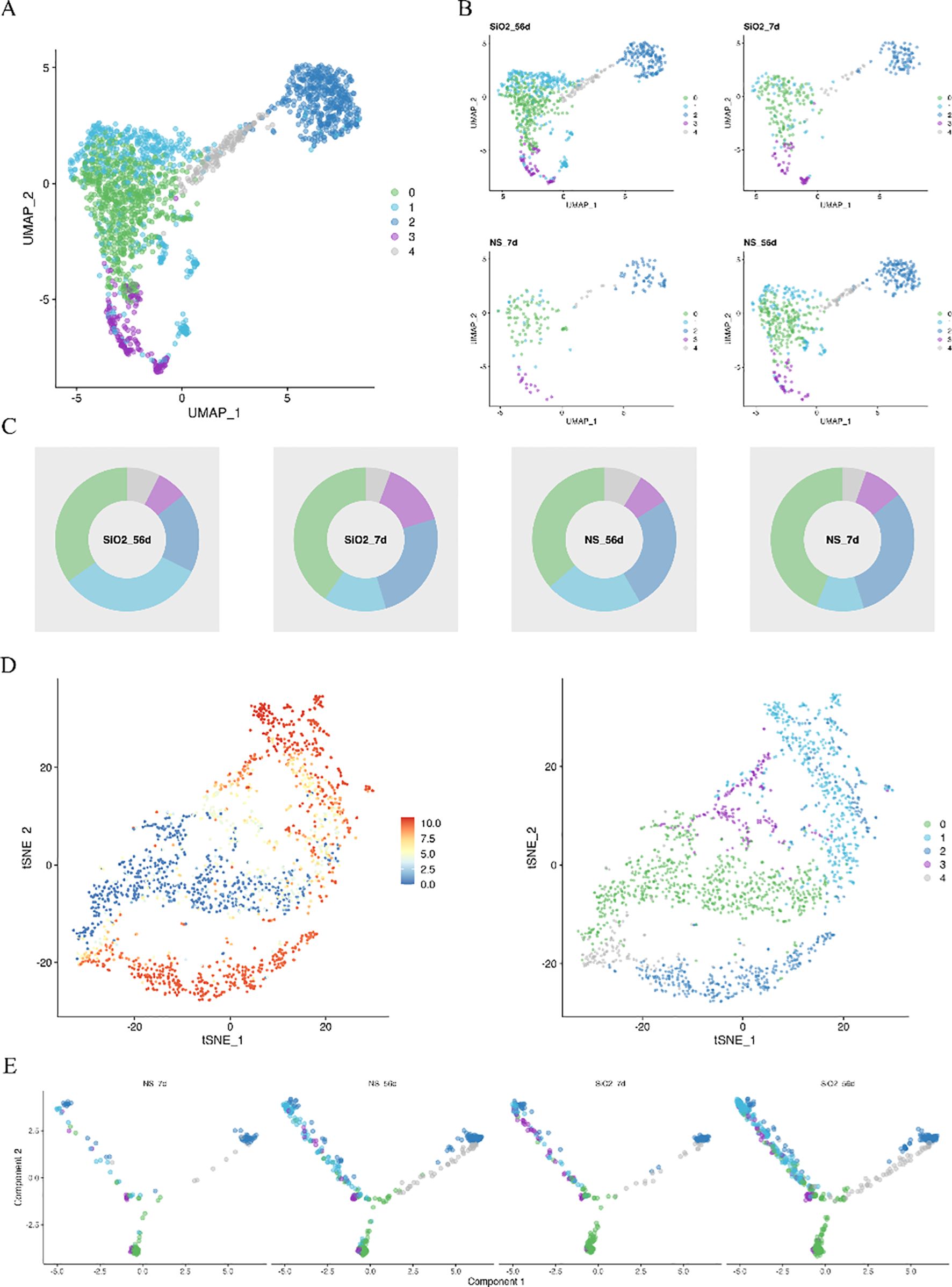 A series of data visualizations include various plots and charts. Panel A presents a UMAP plot with clusters labeled 0 to 4 in different colors. Panel B shows four UMAP plots comparing SiO2 and NS samples across two time points, 56 days and 7 days. Panel C displays four donut charts representing the proportion of clusters in each sample. Panel D includes two t-SNE plots, one with a gradient color scale from 0 to 10 and another with cluster labels. Panel E features scatter plots of various components, showing data distribution trends across samples labeled NS and SiO2.