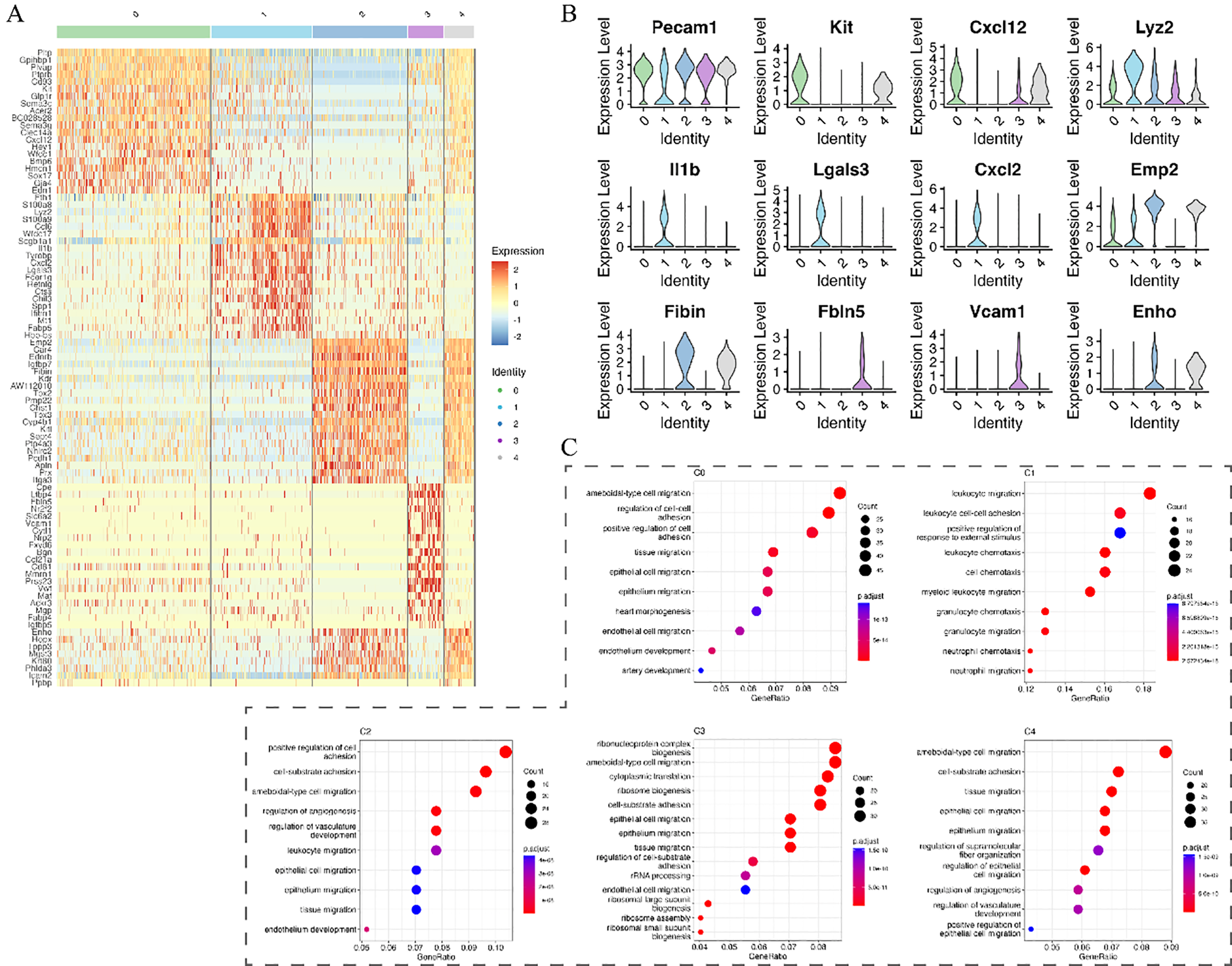 A heatmap (A) shows gene expression levels with a color gradient from blue (low) to red (high) across different identities. Violin plots (B) display the expression distribution for specific genes like Pecam1 and Kit across various identities. Bubble plots (C) depict gene enrichment analysis, with size indicating count and color representing adjusted p-value significance.