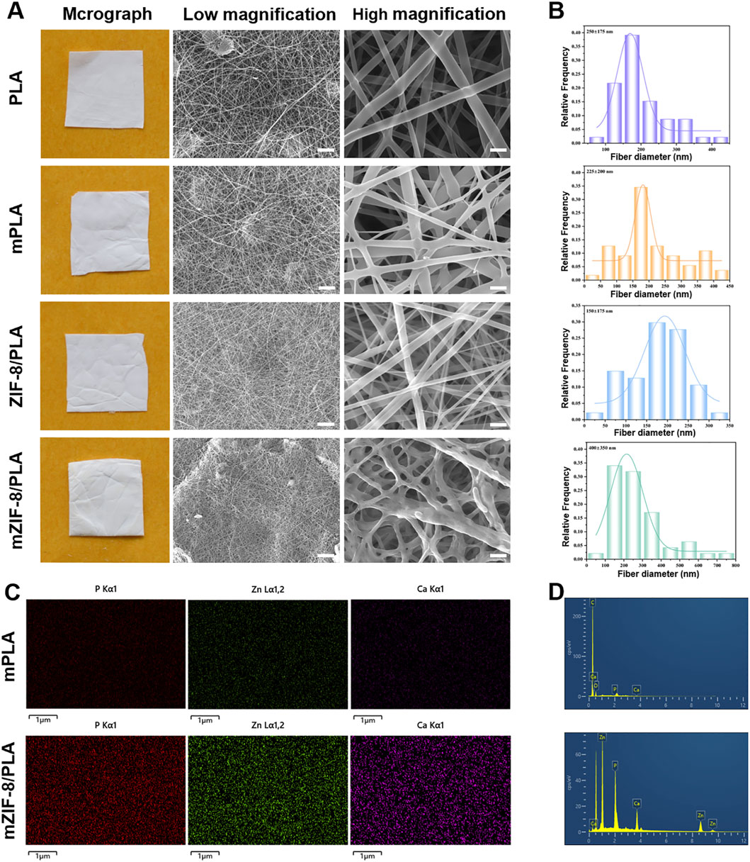 Panel A shows micrographs of four materials: PLA, mPLA, ZIF-8/PLA, and mZIF-8/PLA at low and high magnifications, highlighting fiber structures. Panel B presents histograms illustrating fiber diameter distributions for each material. Panel C provides elemental mappings for mPLA and mZIF-8/PLA, showing the distribution of phosphorus, zinc, and calcium. Panel D contains spectrograms for mPLA and mZIF-8/PLA, indicating elemental peaks.