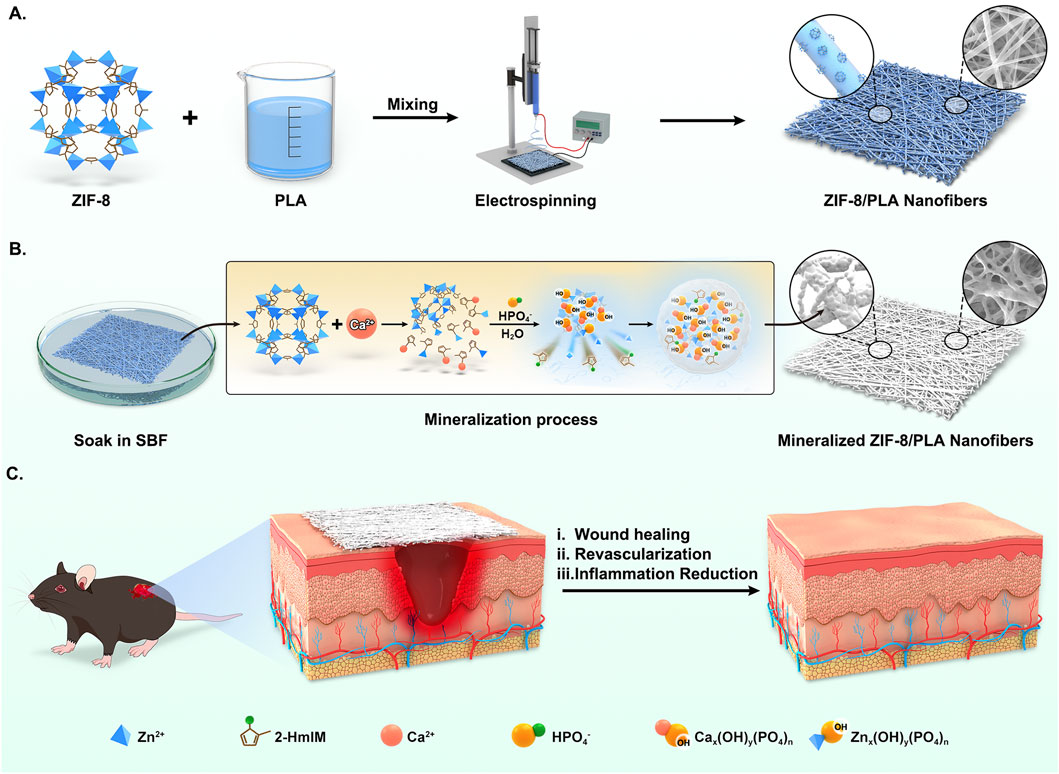 Schematic illustrating the synthesis and application of ZIF-8/PLA nanofibers. Panel A shows the mixing of ZIF-8 with PLA followed by electrospinning to create nanofibers. Panel B depicts the mineralization process where nanofibers are soaked in simulated body fluid (SBF), incorporating calcium and phosphate for increased bioactivity. Panel C illustrates the application on a mouse for wound healing, showing steps of mineralized nanofiber application, revascularization, and inflammation reduction. The diagram highlights the roles of zinc ions, 2-HmIM, calcium ions, and phosphate in the healing process.