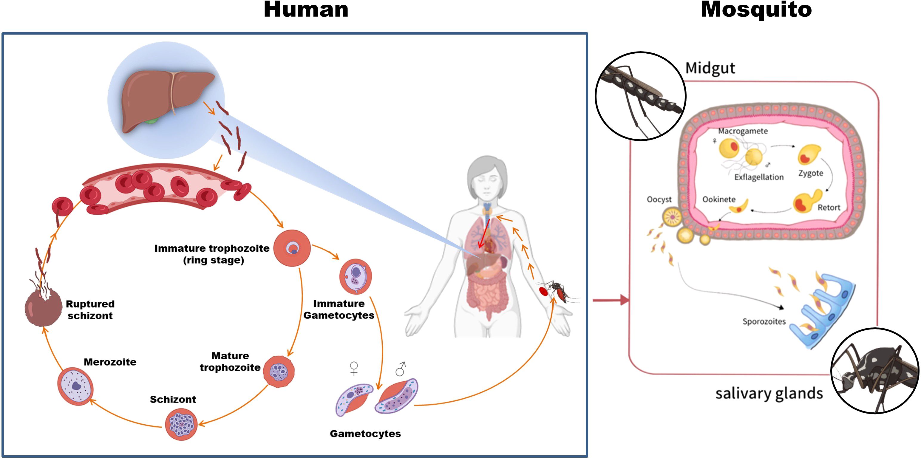 Diagram illustrating the malaria life cycle in humans and mosquitoes. In humans, it shows stages from blood cell infection to liver involvement, including ring stages, schizonts, and gametocytes. In mosquitoes, it depicts development stages within the midgut and salivary glands, including macrogametes, zygotes, and sporozoites. Arrows indicate the progression of the parasite in both hosts.