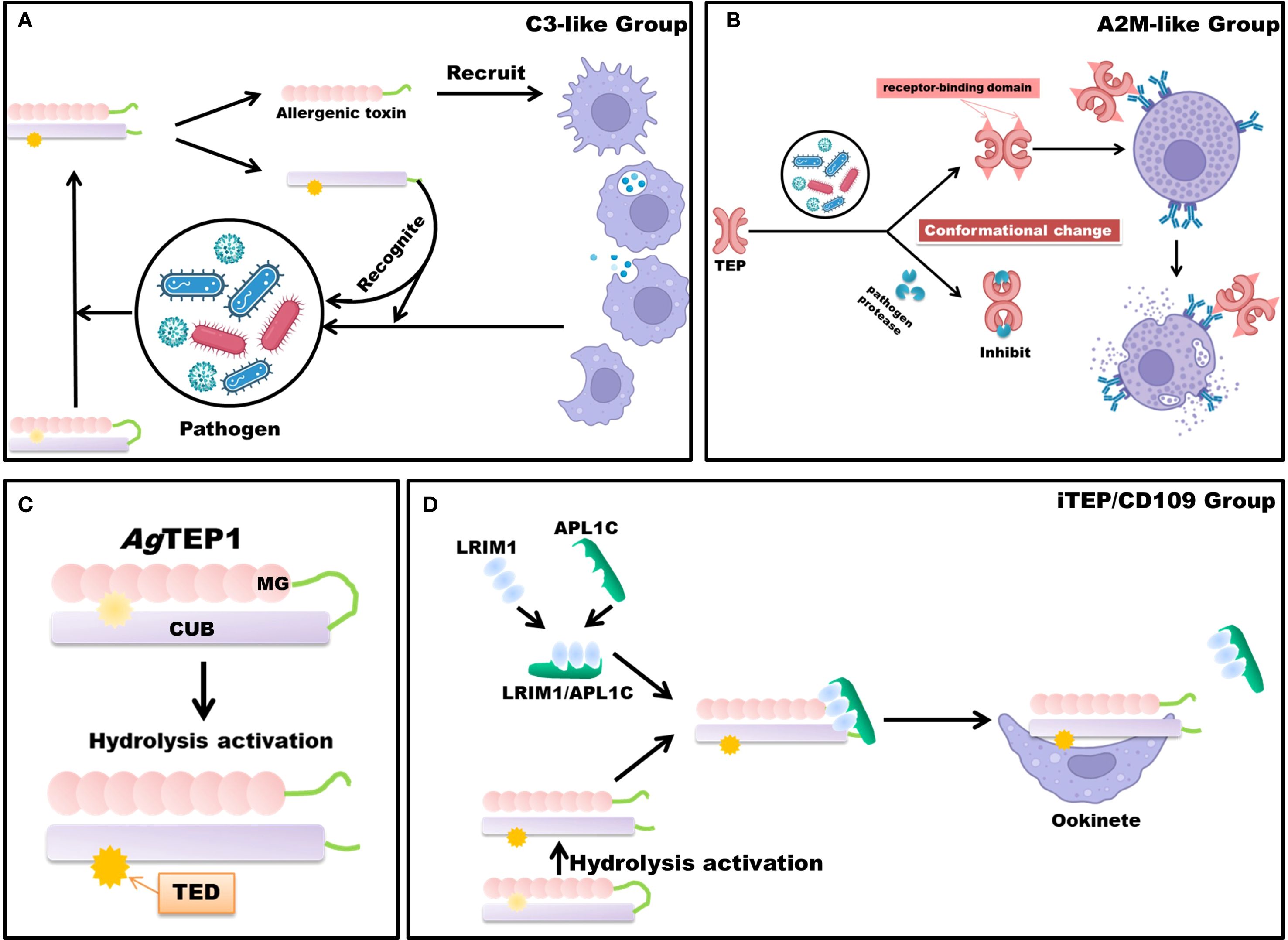 Diagram of protein groups in immune response. Panel A (C3-like Group) shows pathogens recognized and recruiting immune cells. Panel B (A2M-like Group) depicts receptor binding, conformational changes inhibiting pathogens. Panel C details AgTEP1 with hydrolysis activation. Panel D (iTEP/CD109 Group) describes LRIM1/APL1C interaction, leading to ookinete formation.