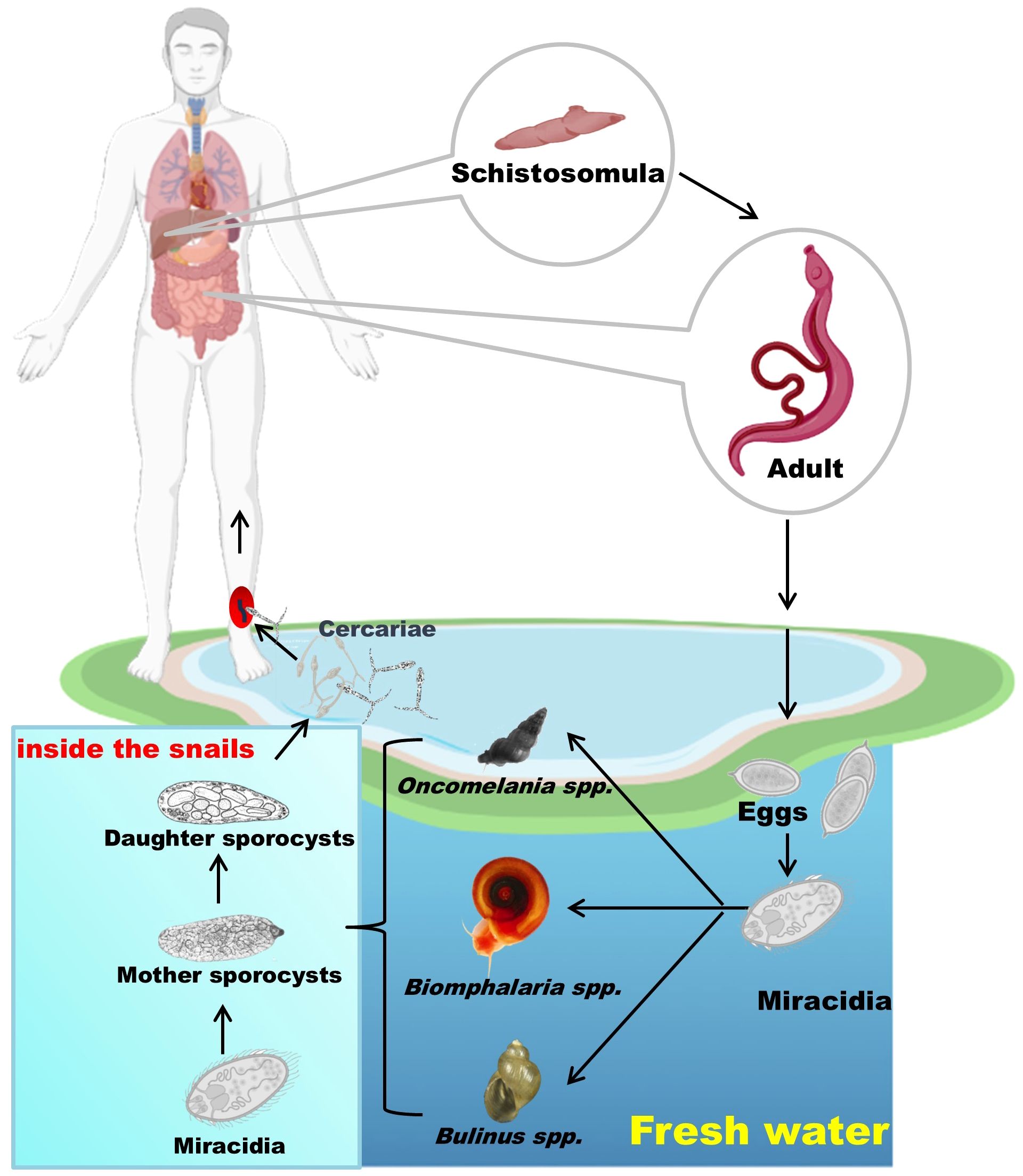 Lifecycle diagram of a parasite in humans and snails. It shows cercariae entering a human leg from water, developing into schistosomula, then adults. Adults produce eggs, which hatch into miracidia in water, infecting specific snail species: Oncomelania, Biomphalaria, and Bulinus. Inside snails, miracidia become mother sporocysts, then daughter sporocysts, releasing cercariae back into the water.