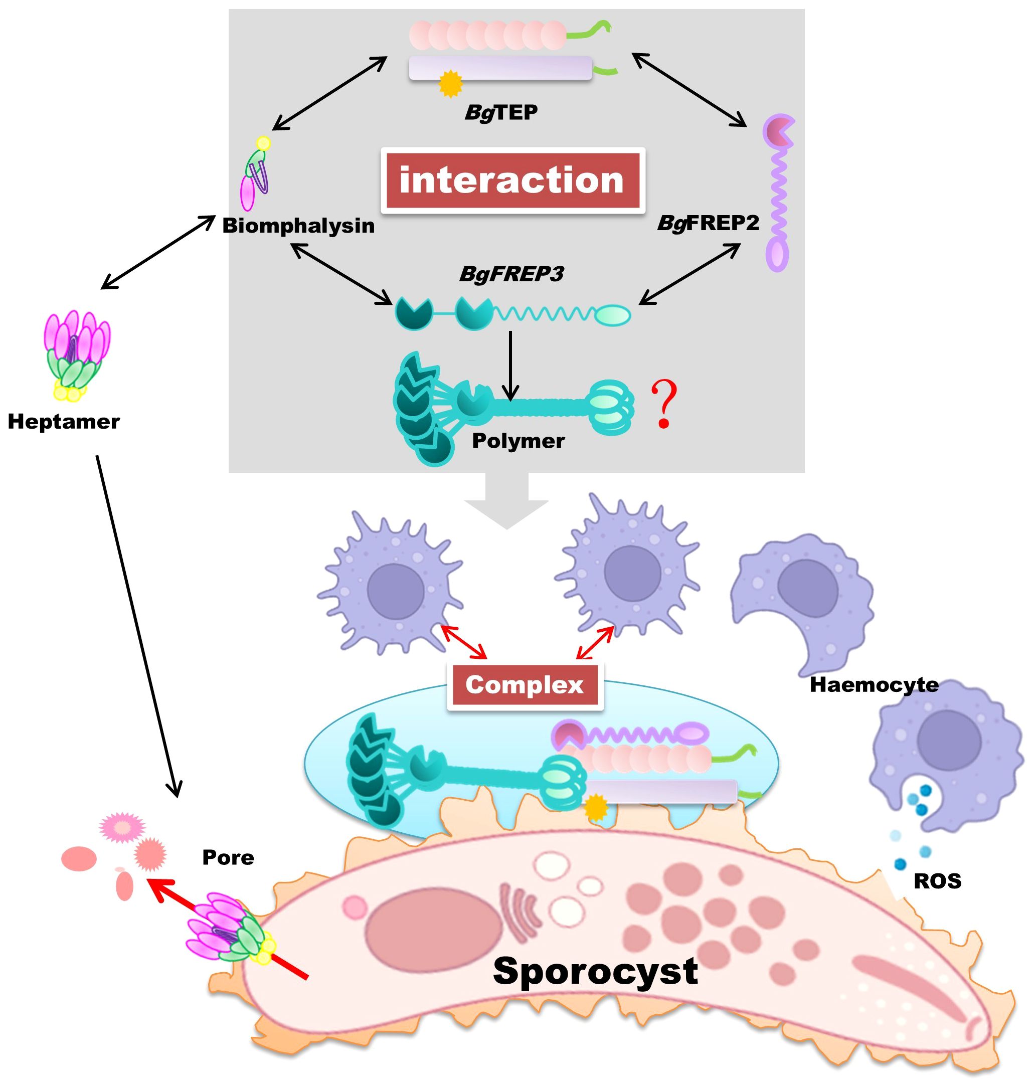 Diagram illustrating the interaction process between BgTEP, Biomphalysin, BgFREP2, and BgFREP3, leading to polymer formation. A heptamer structure forms a pore in the sporocyst cell membrane. Haemocytes and reactive oxygen species (ROS) are shown attacking the complex.