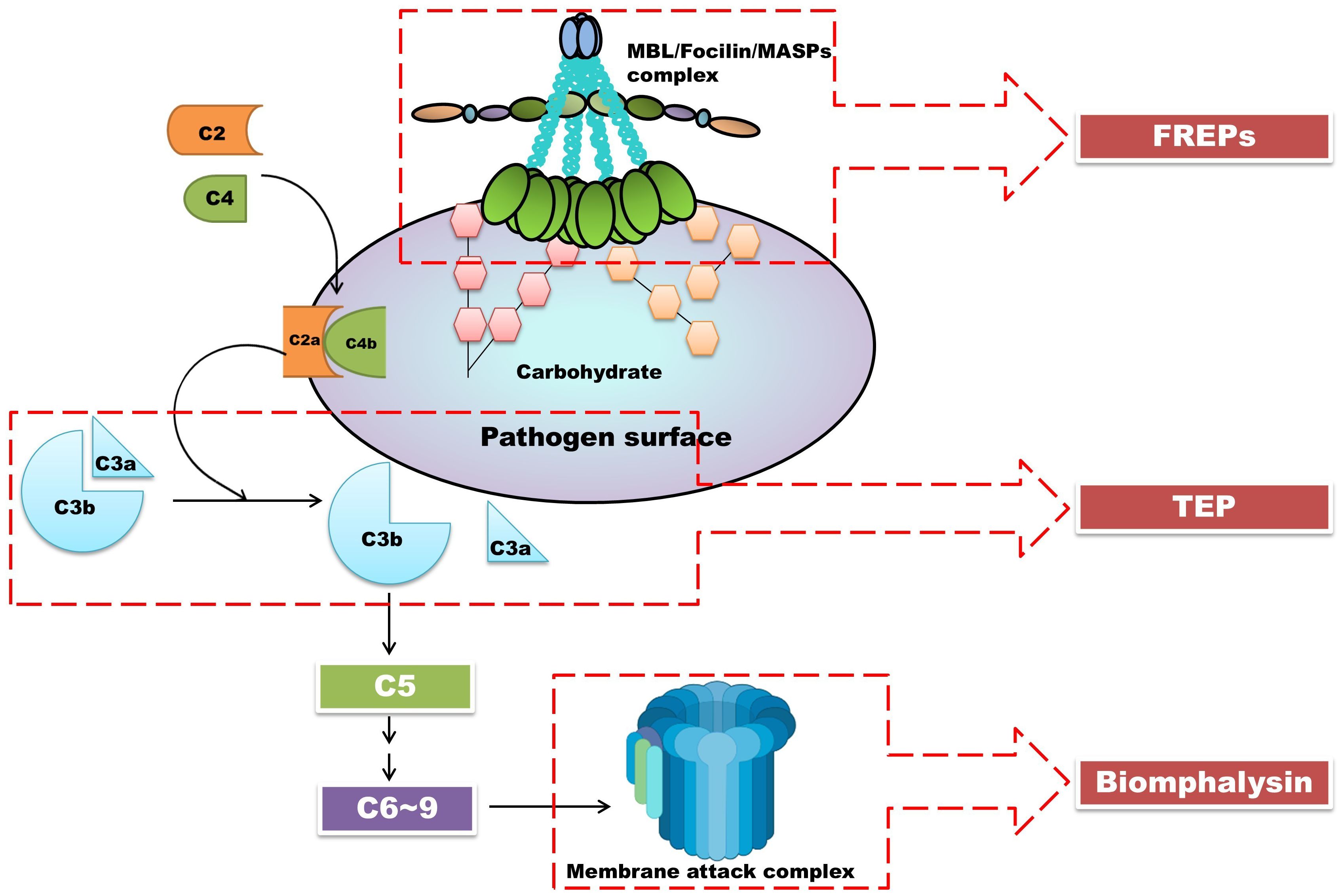 Diagram illustrating the complement pathway. It shows the interaction between the pathogen surface and complement proteins like C2, C4, C3a, C3b, C5, and C6 to 9, leading to the formation of the membrane attack complex. Components such as MBL/Ficolin/MASPs complex, FREPs, TEP, and Biomphalysin are highlighted with red arrows.
