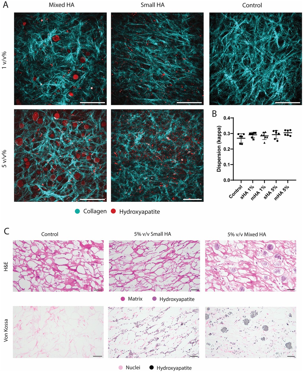 Panel A shows fluorescent images of collagen and hydroxyapatite in different conditions: Mixed HA and Small HA at 1% and 5%, and a Control group. Collagen appears blue, hydroxyapatite red. Panel B is a scatter plot illustrating dispersion values (kappa) for each condition. Panel C displays histological sections with Hematoxylin and Eosin stain and Von Kossa stain, highlighting differences in hydroxyapatite distribution and cellular matrix in Control, 5% Small HA, and 5% Mixed HA samples.