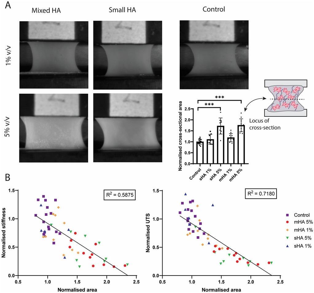 Panel A shows images of cross-section samples under different conditions: mixed HA and small HA at concentrations of ten percent and five percent, with a control. A bar graph illustrates normalized cross-sectional areas with statistical significance indicated by asterisks. Panel B includes two scatter plots showing relationships of normalized stiffness and UTS versus normalized area, with trend lines and R-squared values of 0.5875 and 0.7180, respectively. Data points are color-coded by sample type.
