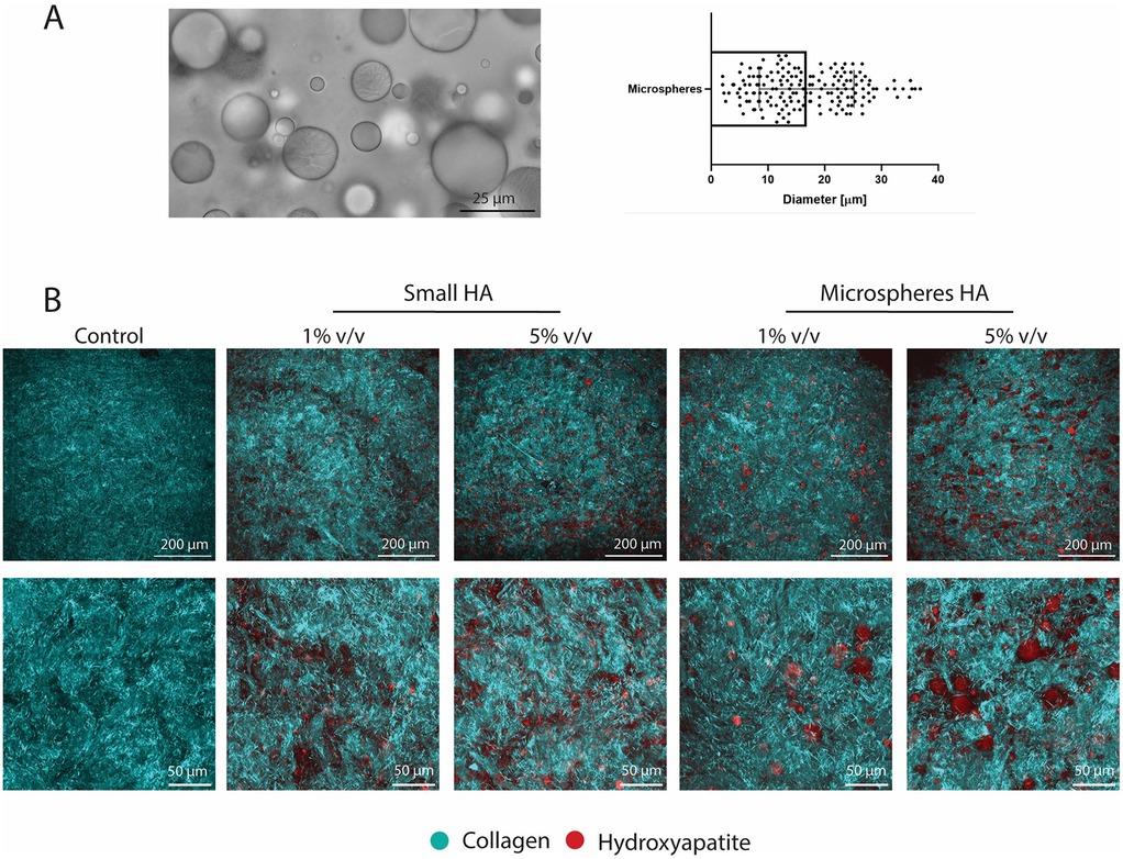 Panel A shows a micrograph of spherical microparticles and a dot plot displaying microspheres' diameters around 10-30 micrometers. Panel B presents images of matrices with collagen (green) and hydroxyapatite (red) at various concentrations. Control and small HA at 1% and 5% volume, and microspheres HA at 1% and 5% volume illustrate differences in distribution at 200 micrometers and 50 micrometers scales.