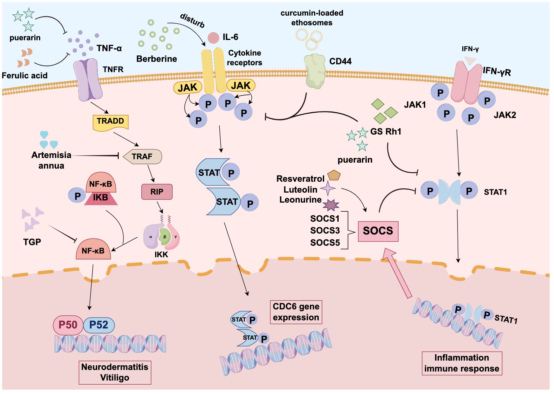 This is a detailed molecular pathway diagram illustrating the interaction of various compounds and receptors in immune and inflammatory responses. It shows the effects of compounds like puerarin, berberine, and curcumin-loaded ethosomes on molecules such as TNF-α, IL-6, and IFN-γ. Various signaling pathways and proteins, including NF-κB, STAT, and SOCS, are depicted, highlighting their roles in neurodermatitis, vitiligo, and gene expression regulation. The diagram also indicates the involvement of substances like resveratrol and luteolin in the suppression of inflammatory responses.