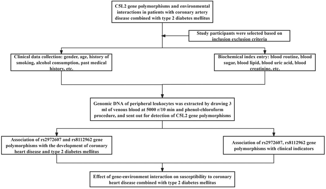Flowchart detailing a study on C5L2 gene polymorphisms and environmental interactions in coronary artery disease and type 2 diabetes. Participants were selected based on criteria. Clinical and biochemical data were collected. Genomic DNA was extracted for detecting C5L2 gene polymorphisms. The study examined associations of rs2972607 and rs8112962 polymorphisms with coronary disease, diabetes, and clinical indicators, also considering gene-environment interactions.