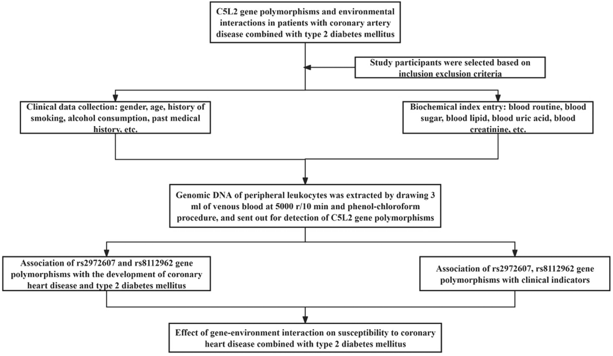 Flowchart detailing a study on C5L2 gene polymorphisms and environmental interactions in coronary artery disease and type 2 diabetes. Participants were selected based on criteria. Clinical and biochemical data were collected. Genomic DNA was extracted for detecting C5L2 gene polymorphisms. The study examined associations of rs2972607 and rs8112962 polymorphisms with coronary disease, diabetes, and clinical indicators, also considering gene-environment interactions.
