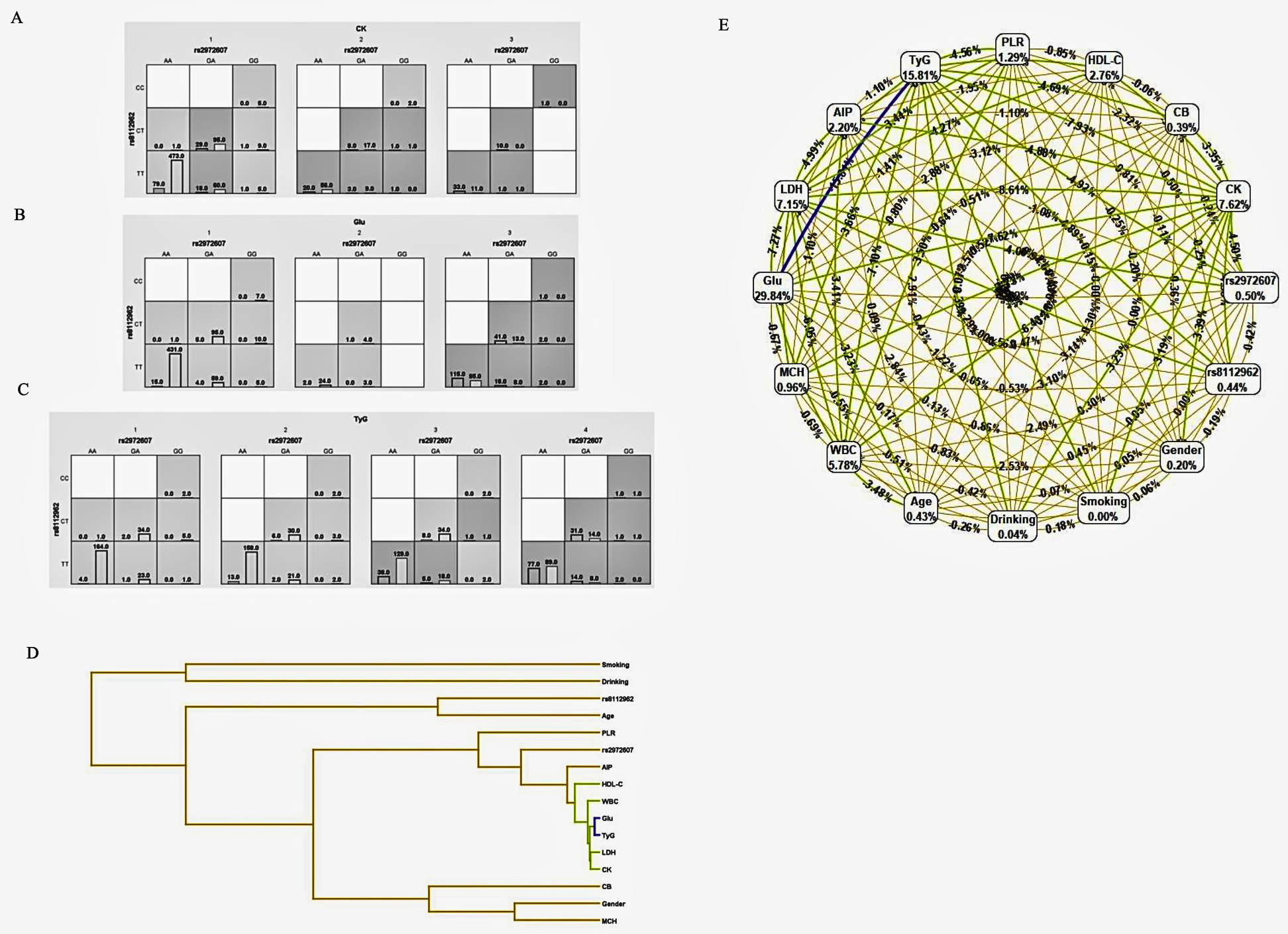 The image consists of three main sections: \n\n1. Heatmaps: Each grid shows genotype data for CK, Glu, and TyG, with varying shades indicating different values across rs2972607 and rs8112962 alleles.\n\n2. Dendrogram: A hierarchical tree diagram clusters variables such as Smoking, Drinking, and various genetic markers.\n\n3. Circular Network Diagram: Displays interconnections and influence percentages among variables like TyG, Glu, and WBC, with numerical labels and lines illustrating relationships and weights.