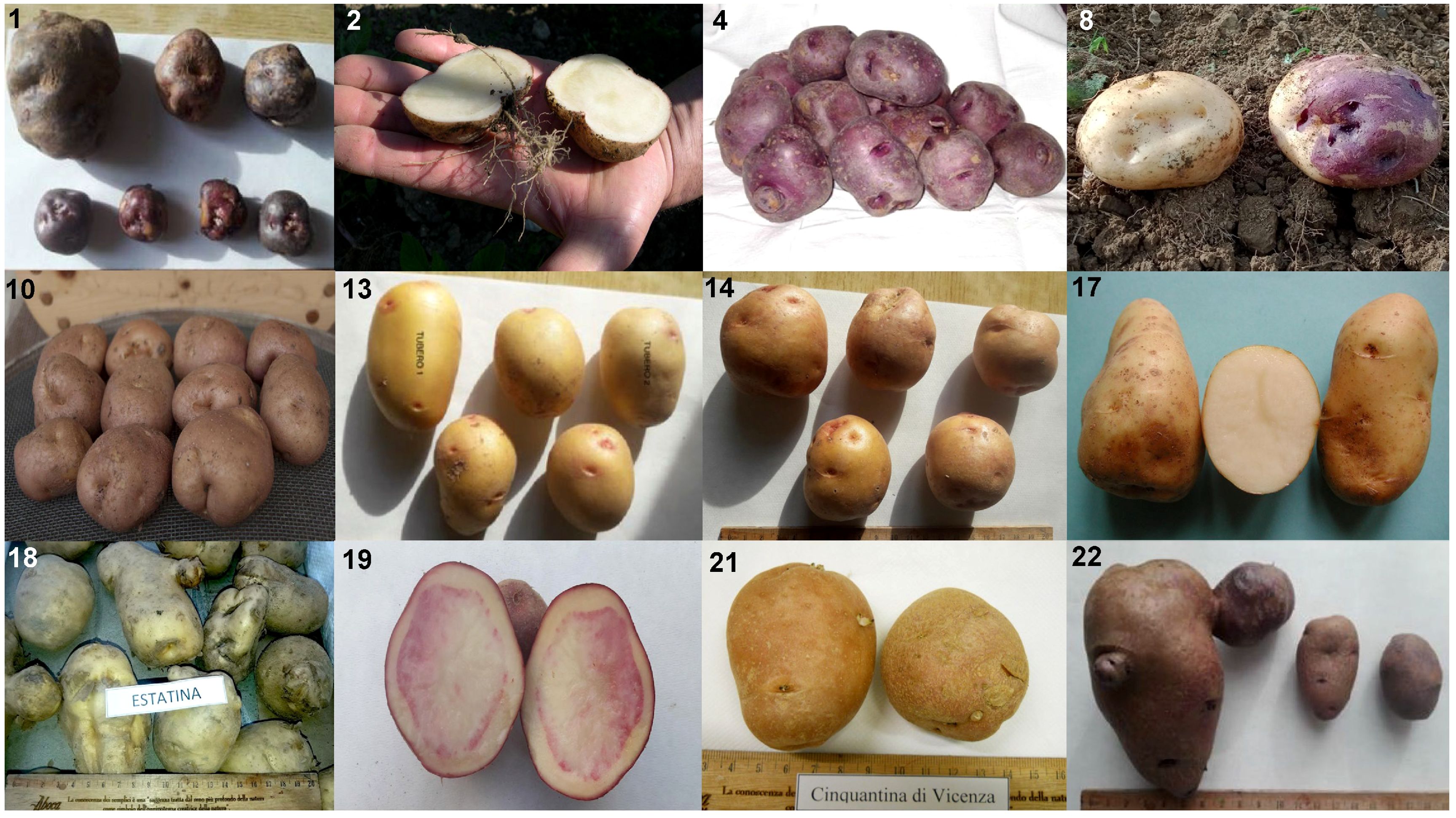 Various types of potatoes are displayed, showcasing differences in size, shape, and color. Some are whole, and some are cut to reveal their interiors. Each type is labeled with numbers or names for identification. The potatoes range from smooth-skinned to rough and have varying shades including purple, yellow, and brown. The image highlights the diversity among potato varieties.