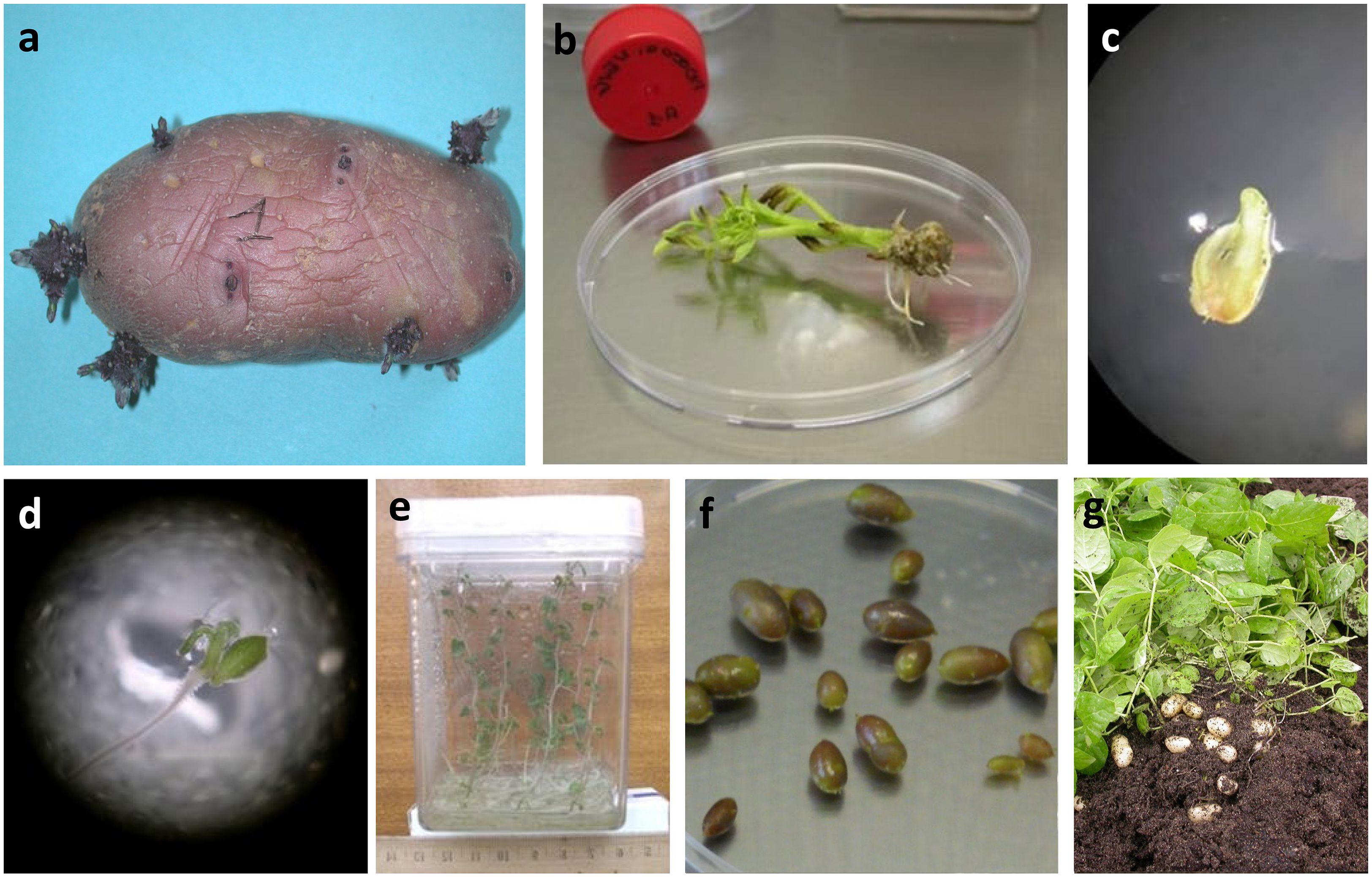 a) A potato with sprouts on a blue background. b) Potato plant cutting in a petri dish. c) Close-up of a single potato sprout. d) Microscopic view of a sprouting potato seed. e) Potato seedlings growing in a transparent container. f) Potato seeds in a petri dish. g) Planted potato sprouts with visible tubers and green leaves in the soil.