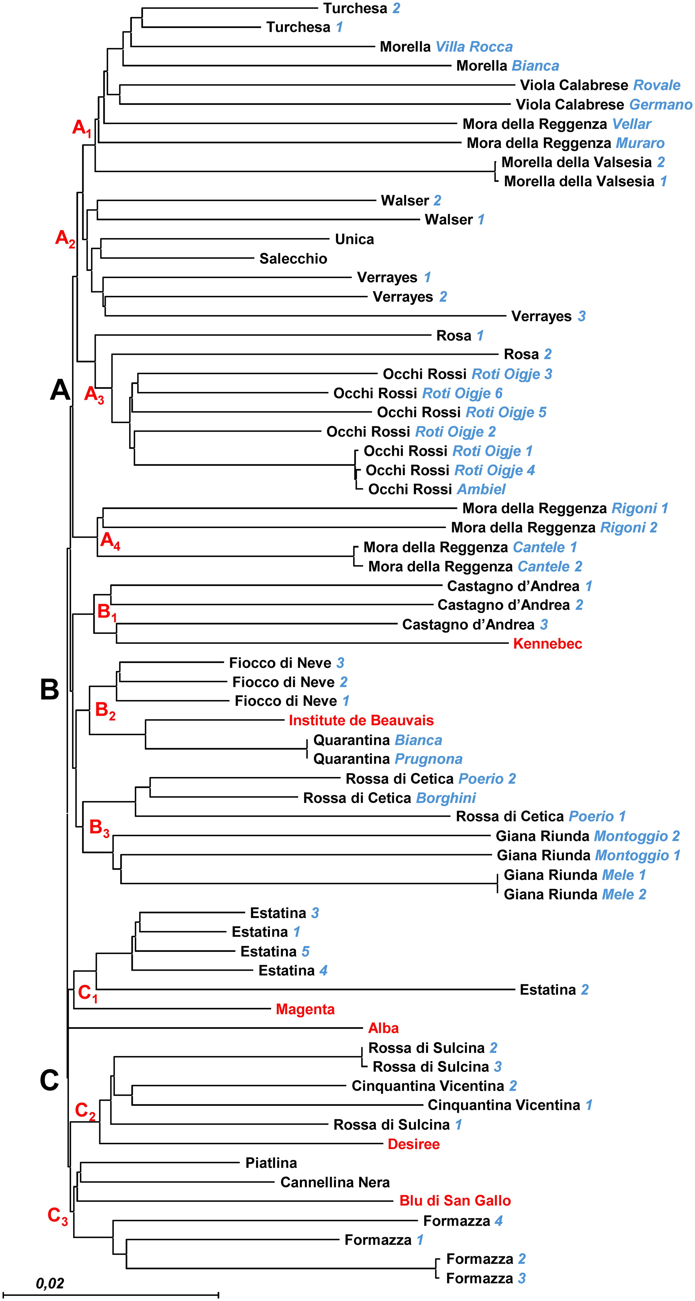 Dendrogram illustrating genetic relationships among various plant varieties, labeled A, B, and C with subgroups. Blue and black text identifies specific plant types, while red text denotes subgroup labels. A scale bar indicates genetic distance.