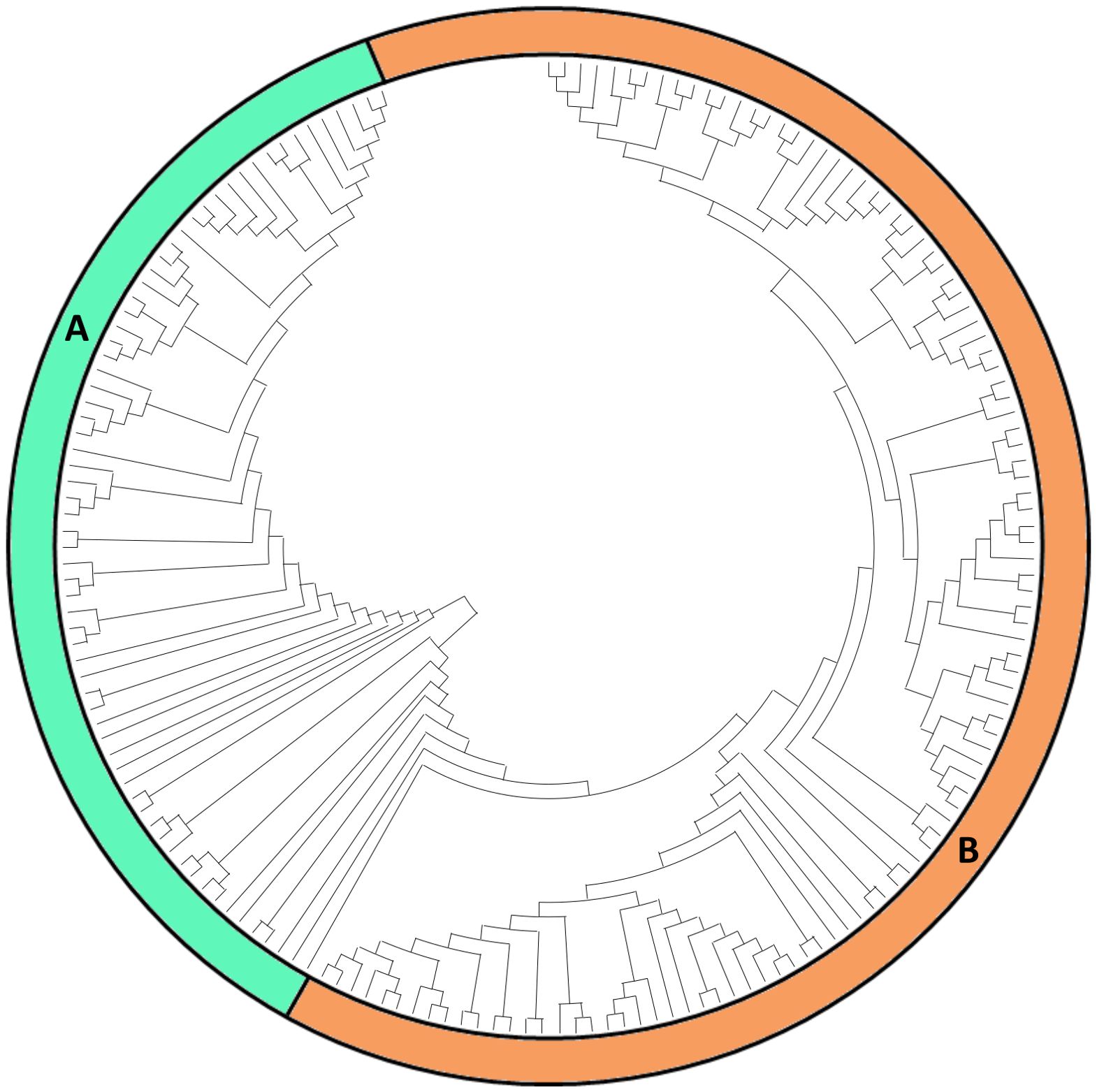 Circular phylogenetic tree diagram with two main colored sections labeled A and B. Section A is marked in teal and section B in orange. The tree's branches are arranged radially.