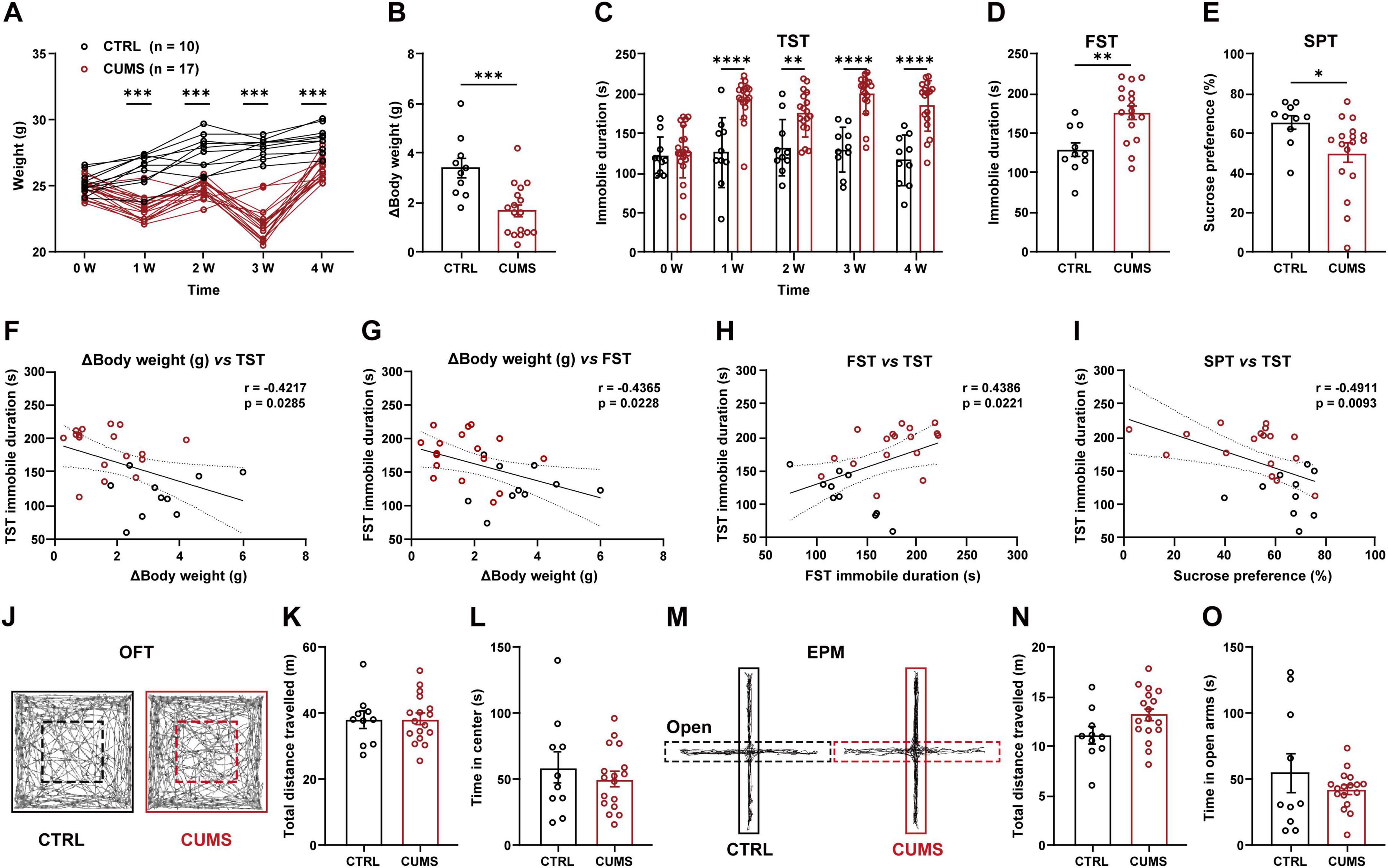 Control (CTRL) and chronic unpredictable mild stress (CUMS) groups were monitored for body weight and performance in behavioral tests. CUMS mice displayed significant weight loss, increased immobility in the tail-suspension test (TST) and forced-swim test (FST), and reduced sucrose preference (anhedonia). Correlation analyses revealed that body-weight changes correlated with depressive-like behaviors. Locomotor activity (open-field test, OFT) and anxiety-like behaviors (elevated-plus-maze, EPM) did not differ between groups.