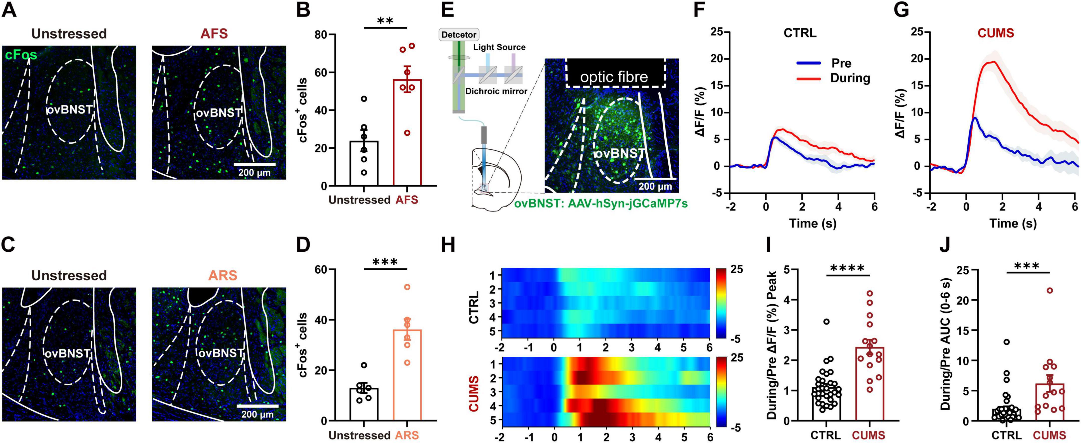 To assess ovBNST neuronal responses to acute stress, cFos immunofluorescence (a marker of neuronal activation) was performed. Acute forced swimming (AFS) and acute restraint stress (ARS) both increased cFos in the ovBNST. Fiber-photometry recordings showed elevated peak calcium signals and area-under-the-curve (AUC) during AFS, with CUMS mice displaying larger responses than naïve controls, indicating heightened ovBNST sensitivity after chronic stress.