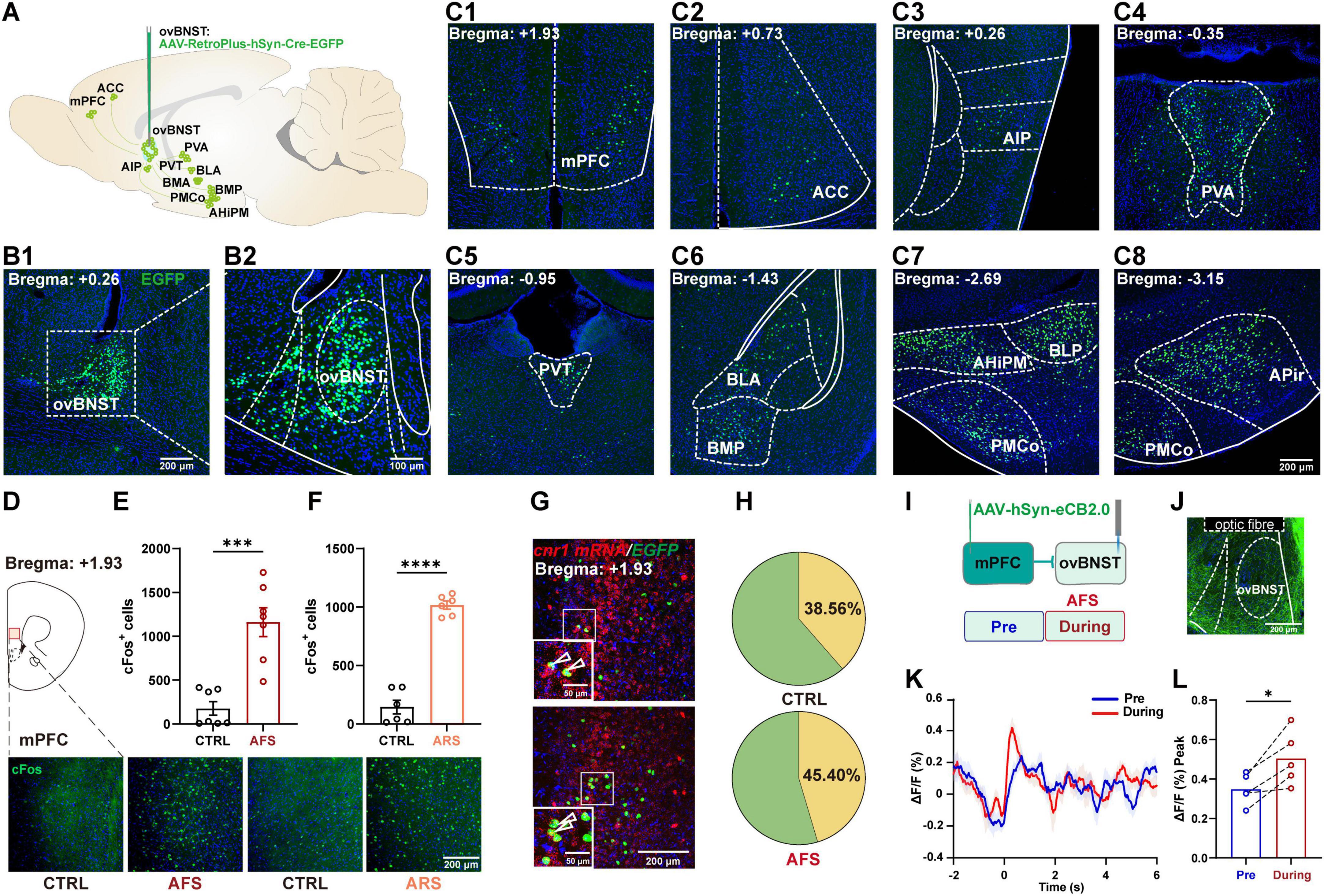 Retrogradely viral tracing identified extensive inputs to the ovBNST, notably from cortical, thalamic, and amygdalar regions, with strong projections from the medial prefrontal cortex (mPFC) and basolateral amygdala (BLA). Acute stress elevated cFos in the mPFC. RNAscope revealed that a substantial proportion of mPFC-ovBNST neurons express cnr1 mRNA, and fiber photometry detected increased eCB2.0 signals in this pathway during acute stress, indicating stress-evoked endocannabinoid release.