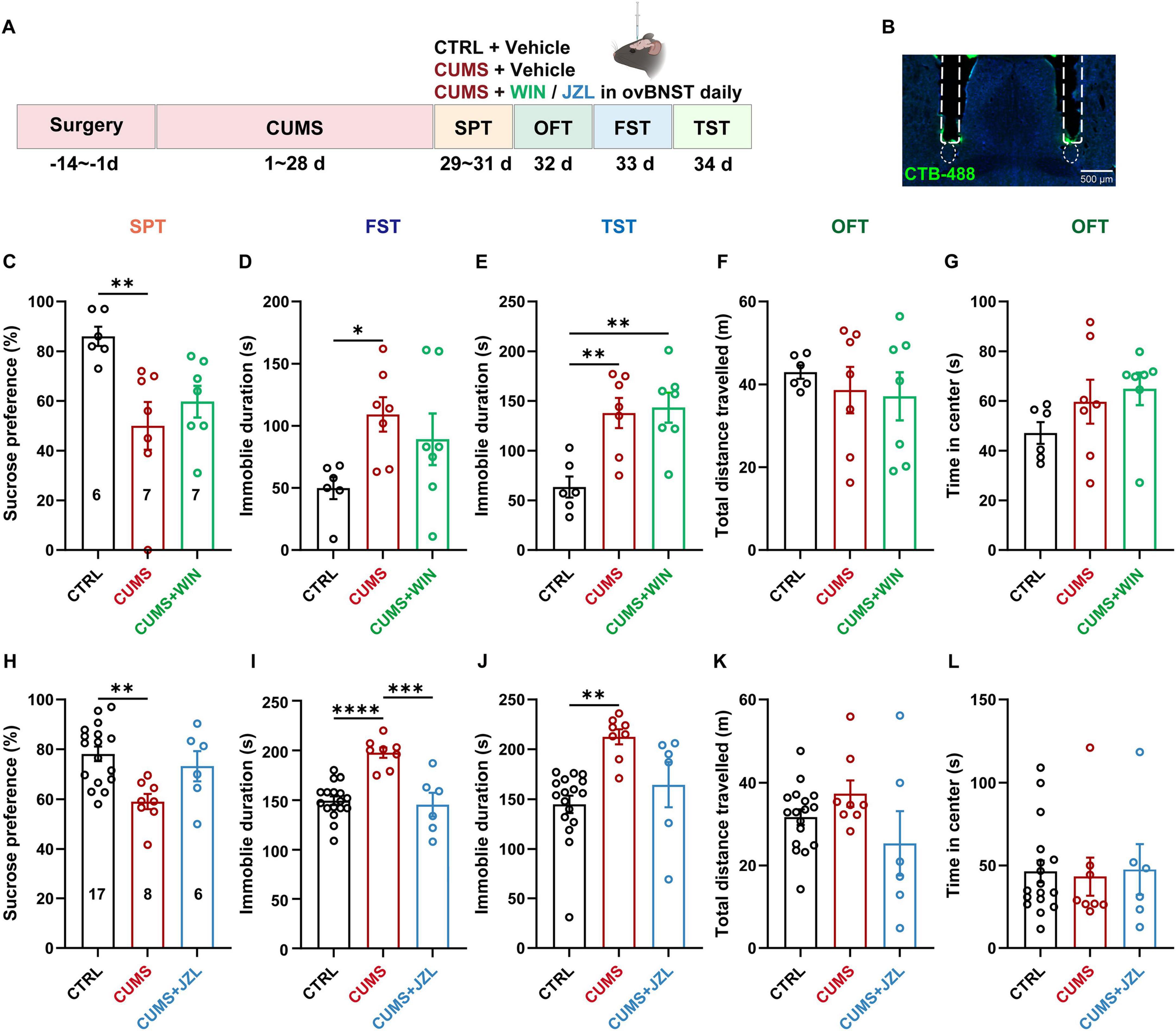 Enhancing ovBNST endocannabinoid signaling with WIN55,212-2 (WIN) did not reverse CUMS-induced anhedonia or immobility in the FST/TST, nor did it affect OFT performance. In contrast, local perfusion of the monoacylglycerol lipase (MAGL) inhibitor JZL-184 reduced FST immobility in CUMS mice without altering sucrose preference or TST immobility, indicating partial antidepressant effects.