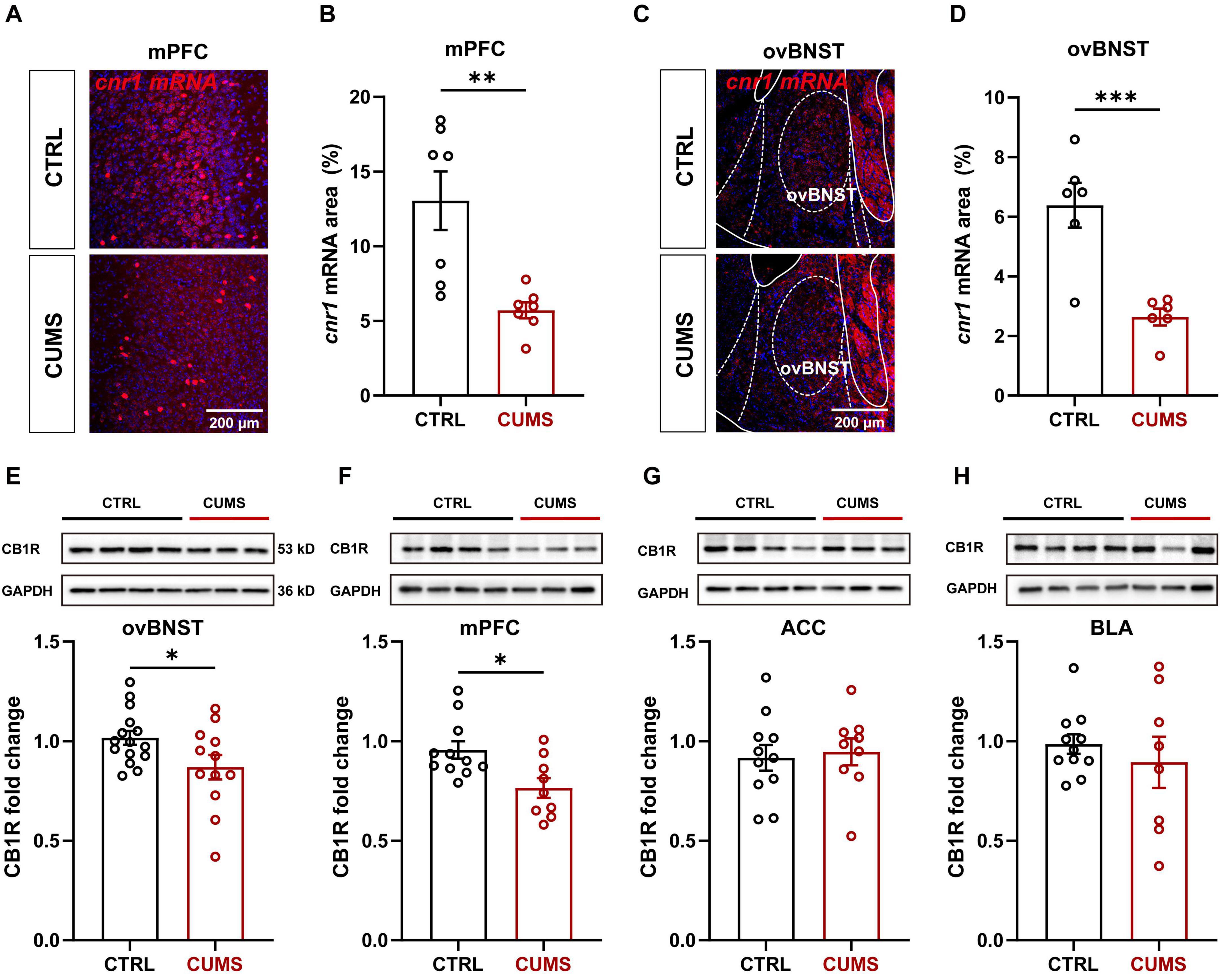 RNAscope revealed a significant reduction of cnr1 mRNA in the mPFC after CUMS, and Western blotting confirmed decreased CB1R protein in the ovBNST. These findings suggest that chronic stress impairs endocannabinoid signaling in the mPFC–ovBNST pathway, contributing to depressive-like behaviors.