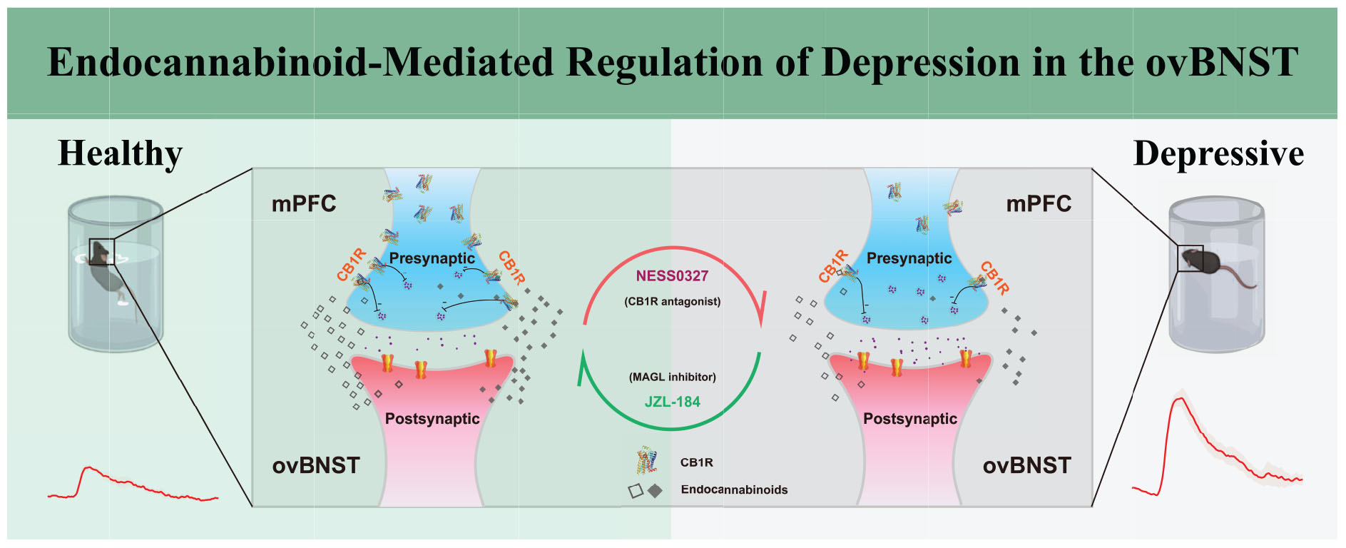 Illustration depicting the endocannabinoid-mediated regulation of depression in the ovBNST. On the left, labeled “Healthy,” presynaptic and postsynaptic regions show CB1R activity. On the right, labeled “Depressive,” CB1R activity is reduced. Additionally, components like NES50327, JZL-184, MAGL inhibitors, and endocannabinoids are marked. Surrounding the main illustration are two chambers representing behavioral conditions, one healthy with a stable waveform, and one depressive with a fluctuating waveform.