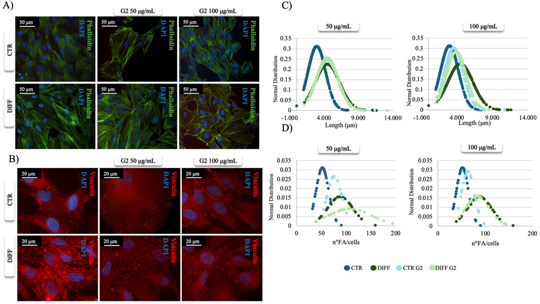 Panel A shows cell cultures stained with Phalloidin and DAPI, highlighting the cytoskeleton across control (CTR) and differentiated (DIFF) groups at two concentrations, 50 and 100 micrograms per milliliter. Panel B displays cells stained with Vinculin and DAPI, illustrating cell adhesion. Panels C and D present graphs of normal distribution data for length and focal adhesions per cell at the same concentrations, comparing CTR and DIFF groups.