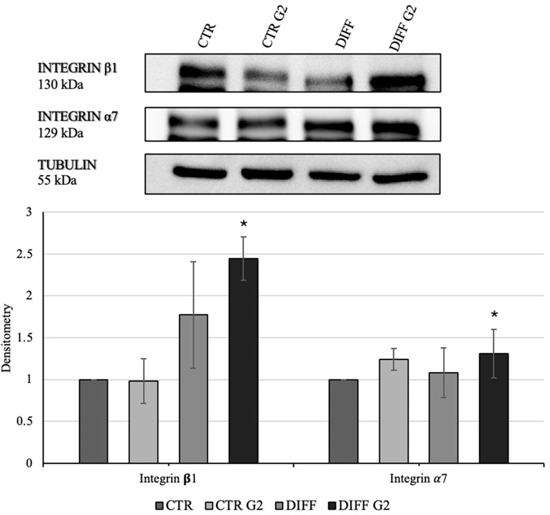 Western blot and bar graph comparing integrin expression levels. Top image shows protein bands for integrin β1 (130 kDa), integrin α7 (129 kDa), and tubulin (55 kDa) across conditions: CTR, CTR G2, DIFF, DIFF G2. Bottom graph presents densitometry values for integrin β1 and α7, indicating elevated integrin levels in DIFF G2, marked by asterisks for significance.