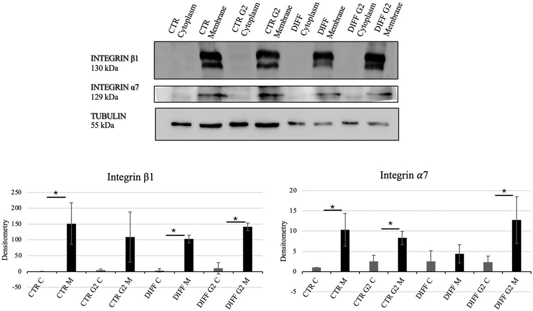 Western blot and bar graphs showing expression levels of Integrin β1, Integrin α7, and Tubulin. The blot displays bands for each protein across different conditions: CTR cytoplasm, CTR membrane, CTR G2 cytoplasm, CTR G2 membrane, DIFF cytoplasm, DIFF membrane, DIFF G2 cytoplasm, and DIFF G2 membrane. Tubulin serves as a loading control. Graphs below indicate densitometry values for Integrin β1 and Integrin α7, highlighting significant differences with asterisks.