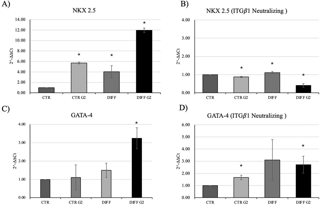 Bar graphs displaying expression levels measured by 2^-ΔΔCt for NKX 2.5 and GATA-4, with and without ITGβ1 neutralizing. Graph A shows increased NKX 2.5 in DIFF F G2. Graph B shows similar NKX 2.5 levels across conditions with ITGβ1 neutralizing. Graph C shows increased GATA-4 in DIFF F G2. Graph D shows GATA-4 levels with slight increases in DIFF and DIFF F G2 under ITGβ1 neutralizing. Asterisks indicate significant differences.