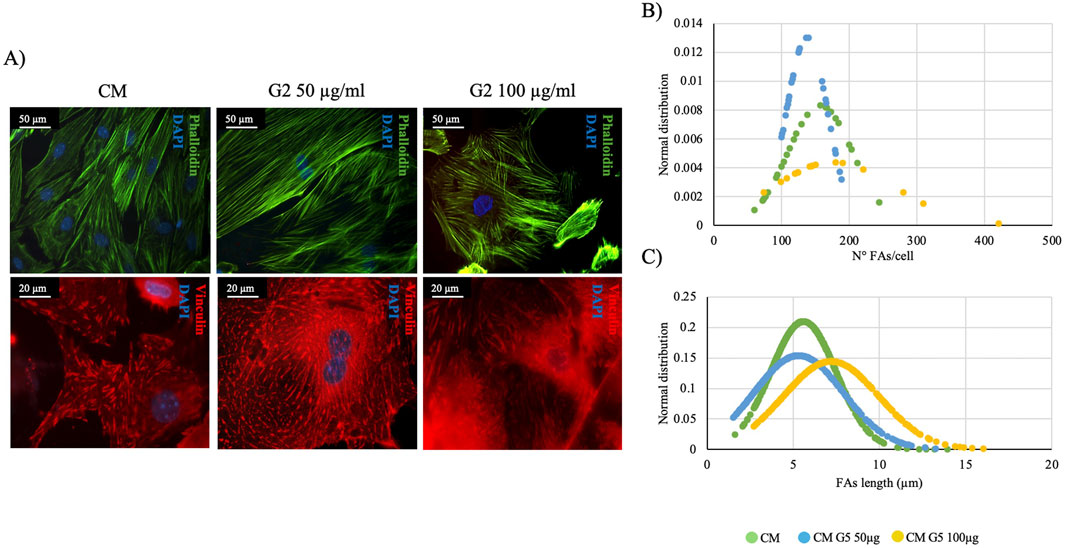 A composite image depicting three main sections: A) Microscopic images of cells stained with phalloidin (green) and vinculin (red), showing cytoskeletal structures with DAPI-stained nuclei in blue under different conditions; CM, G2 50 µg/ml, and G2 100 µg/ml concentrations. B) A scatter plot showing normal distribution of focal adhesion sites (FAs) per cell across different conditions. C) A line graph displaying the normal distribution of focal adhesion site lengths in micrometers for three conditions: CM, CM G5 50 µg, and CM G5 100 µg.