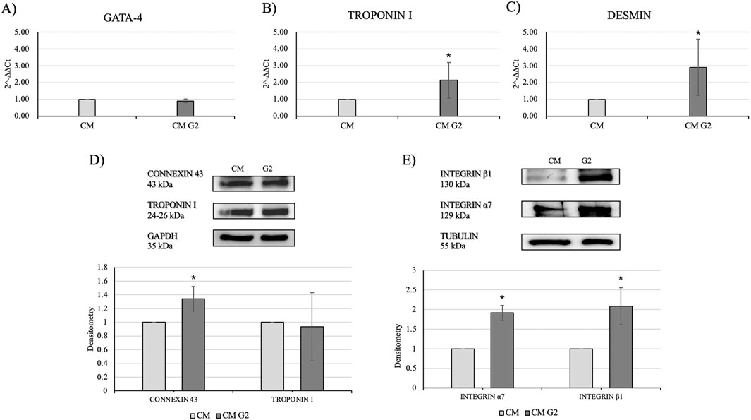 Graphs and Western blot analyses display protein expression levels in cardiac markers. Panels A to C show a significant increase in GATA-4, Troponin I, and Desmin levels in CM G2 samples compared to CM. Panel D illustrates increased Connexin 43 in CM G2, with Troponin I and GAPDH as loading controls. Panel E shows elevated Integrin α7 and β1 in CM G2 compared to CM, with Tubulin as a control. Asterisks indicate statistically significant differences.