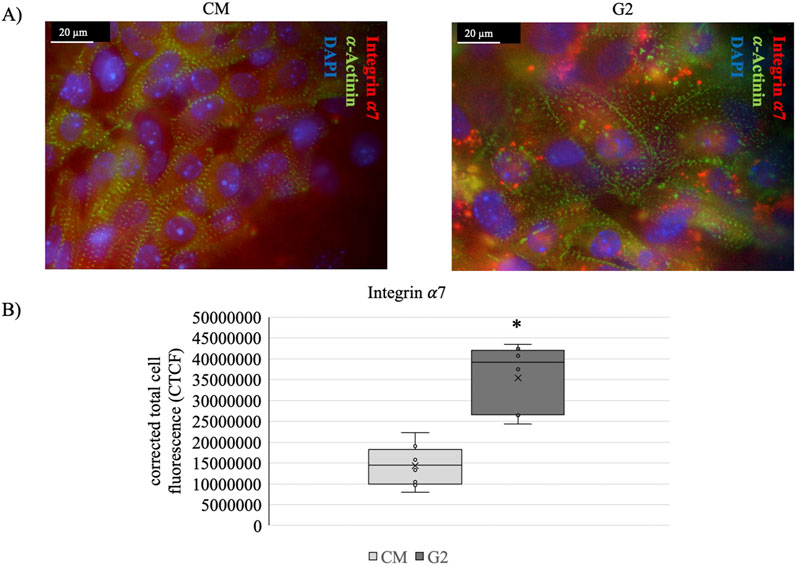Two microscopy images labeled CM and G2 show cells stained with DAPI (blue), α-actinin (green), and integrin α7 (red). Below, a box plot compares integrin α7 fluorescence levels in CM and G2, indicating significantly higher fluorescence in G2, marked by an asterisk.