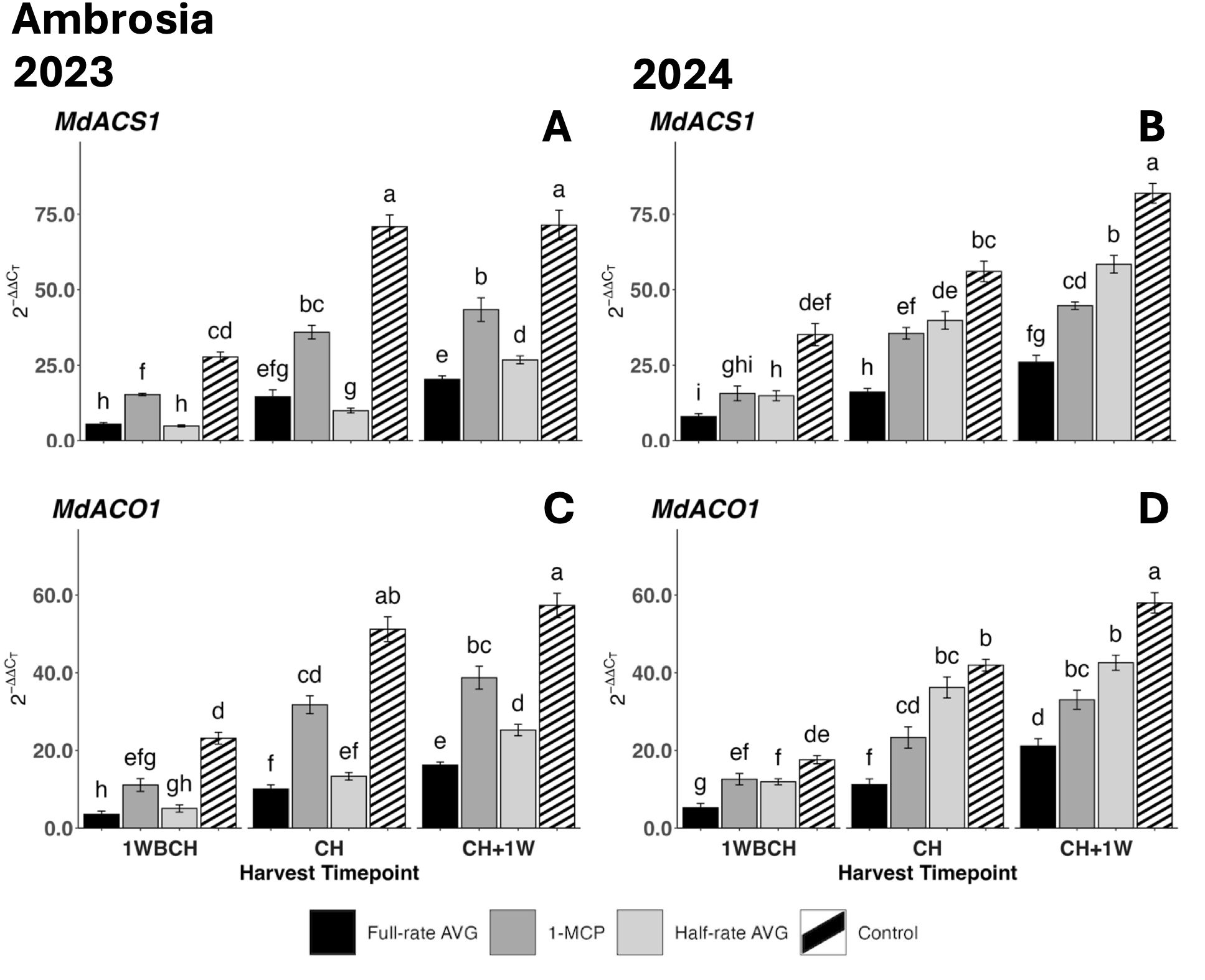 Bar graphs labeled A to D comparing gene expression levels of MdACS1 and MdACO1 in Ambrosia apples for 2023 and 2024. Each graph includes different treatments: Full-rate AVG, 1-MCP, Half-rate AVG, and Control, across three harvest timepoints: 1WBCH, CH, and CH+1W. Error bars and annotations indicate statistical significance with letters a through i.