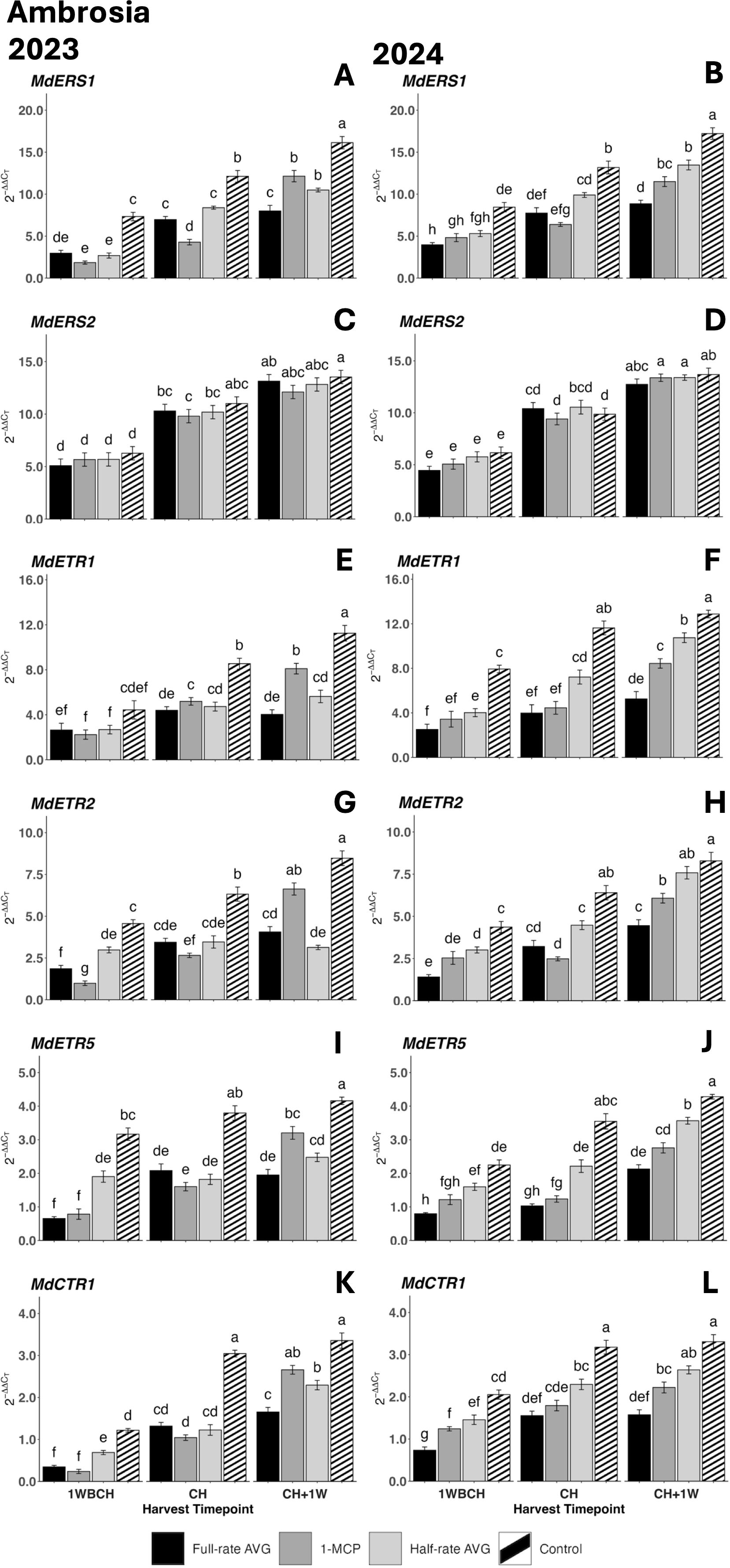 Bar graphs compare gene expression levels for multiple genes (MdERS1, MdERS2, MdETR1, MdETR2, MdETR5, MdCTR1) in Ambrosia over 2023 and 2024. Each graph has four bars representing treatments: Full-rate AVG, 1-MCP, Half-rate AVG, and Control, across different harvest timepoints. Error bars indicate variability, and letters denote statistical significance.