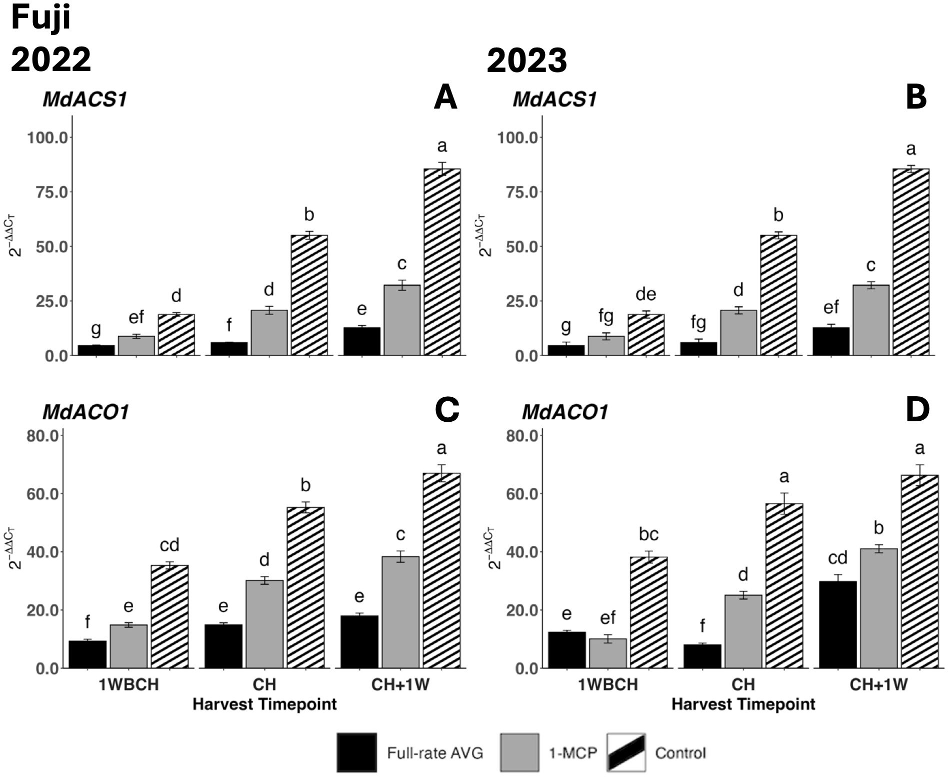 Bar graphs comparing gene expression levels of MdACS1 and MdACO1 in Fuji apples for 2022 and 2023. Panels A and B show MdACS1 expression, while C and D show MdACO1. Each panel illustrates changes across three harvest timepoints: 1WBCH, CH, and CH+1W, with treatments labeled as Full-rate AVG, 1-MCP, and Control. Letters above bars indicate statistical differences.