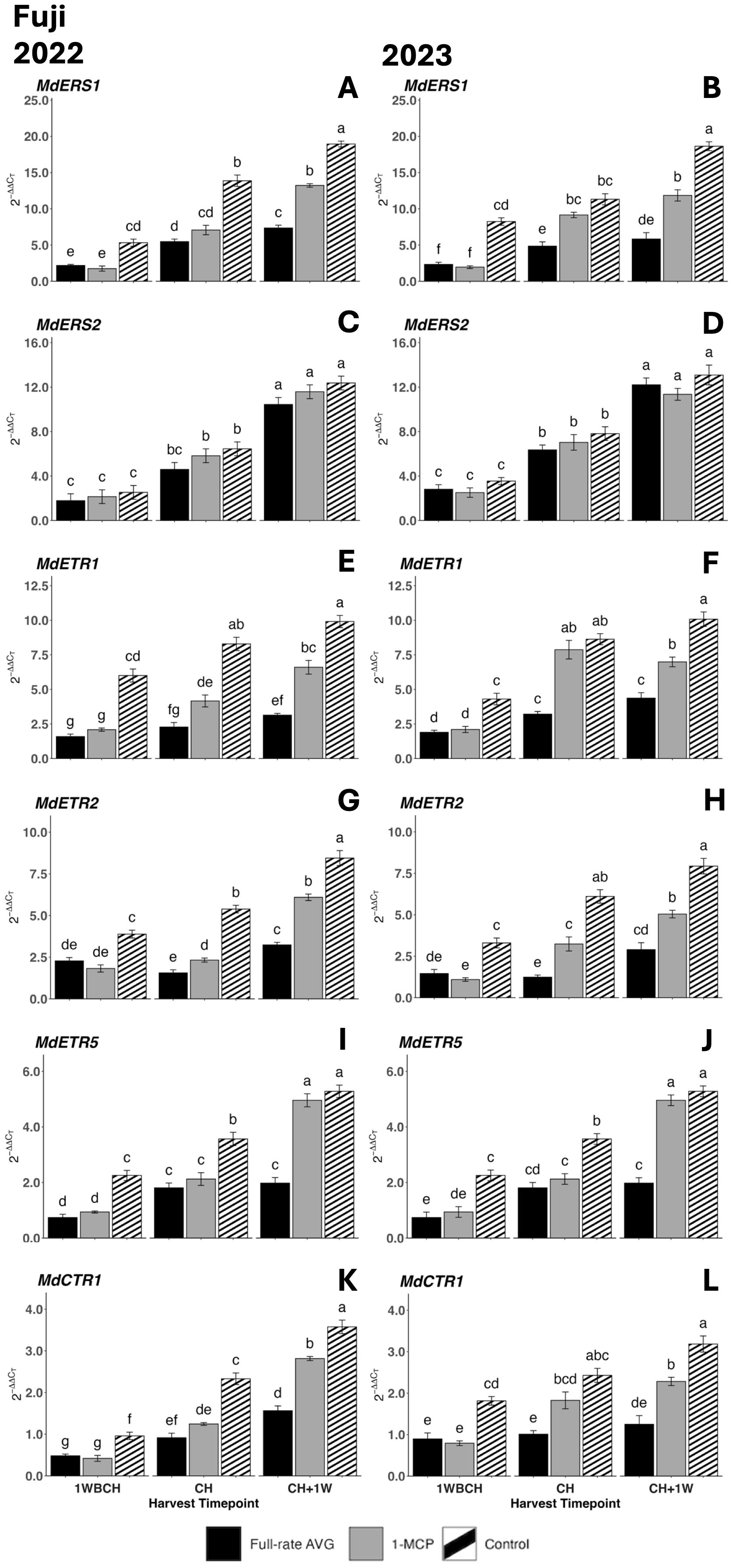 Bar graphs labeled A to L compare gene expression levels in Fuji apples under different treatments across 2022 and 2023. Each graph shows variations in expression for MdERS1, MdERS2, MdETR1, MdETR2, MdETR5, and MdCTR1 genes at different harvest time points. Treatments include full-rate AVG, 1-MCP, and control. Statistical significance is indicated by different letters above bars.