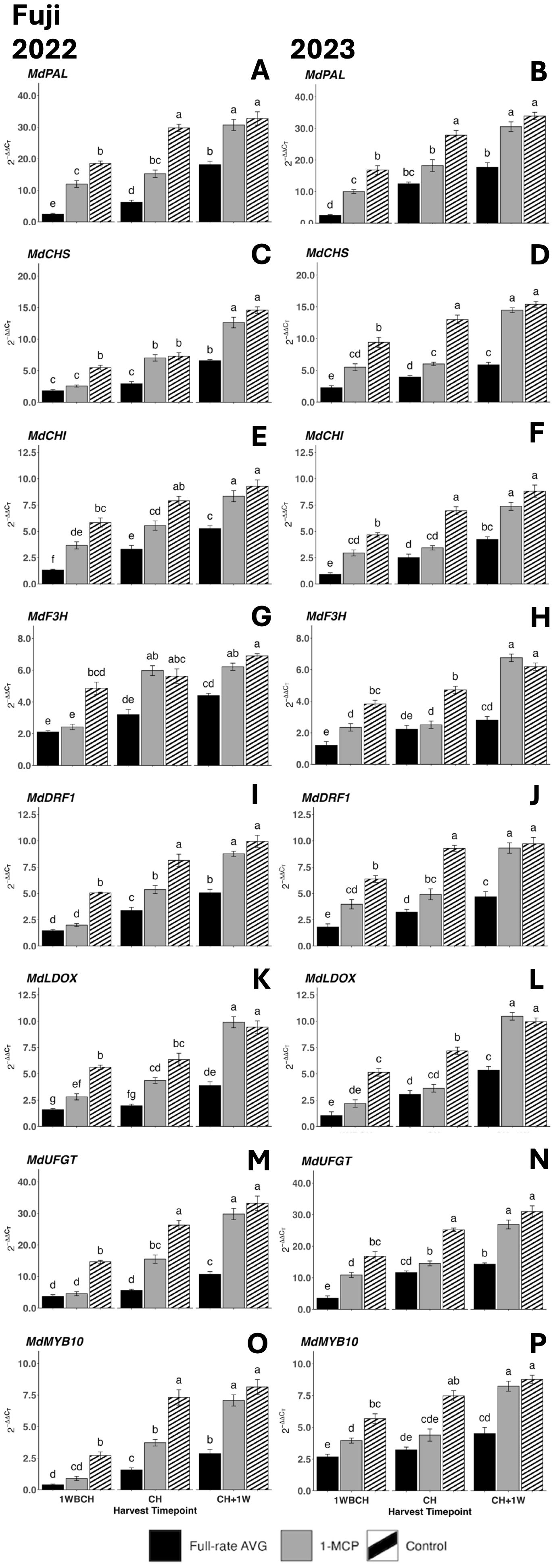 Bar charts comparing gene expression levels in Fuji apples for 2022 and 2023. Each year features eight genes (MdPAL, MdCHS, MdCHI, MdF3H, MdDRF1, MdLDOX, MdUFGT, MdMYB10) across three treatments: Full-rate AVG, 1-MCP, and Control. Measurements at three harvest timepoints show variations in gene expression, denoted by different letters for significance.