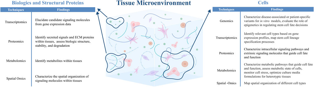 Diagram illustrating how different -omics techniques can be used to characterize the tissue microenvironment. Techniques include transcriptomics, proteomics, metabolomics, and spatial -omics, and can be used to characterize biologics, structural proteins, and cells in the microenvironment. Findings can include the identification of signaling molecules and metabolites within tissues, as well as the characterization of signaling pathways and spatial organization within cells and tissues.