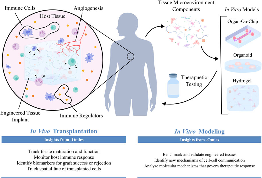 Diagram illustrating how -omics technologies can be used to characterize engineered tissues that are used for in vivo and in vitro applications. A large circle on the left illustrates how engineered tissue implants interact with vasculature and immune cells in the host microenvironment. On the right, a process diagram illustrates how in vitro models can be designed based on -omics characterization of the tissue microenvironment, and subsequently used for therapeutic testing.