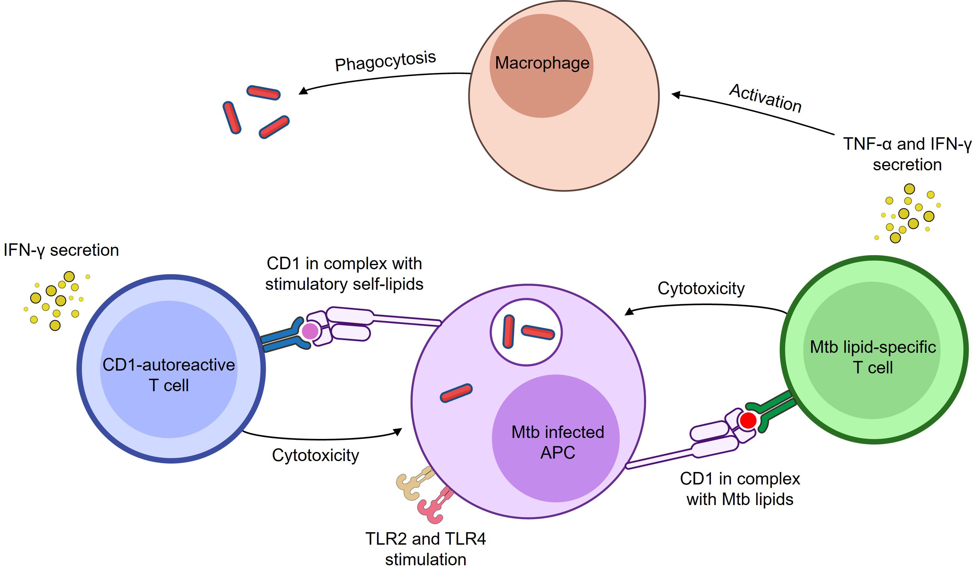 AI figure description needs changing. Change to:Diagram illustrating CD1-mediated immune responses to Mycobacterium tuberculosis (Mtb). CD1-autoreactive and Mtb lipid-specific T cells recognise Mtb-infected APCs via CD1c, leading to their activation, cytokine secretion, and acquisition of cytotoxic function. APC stimulation through TLR2 and TLR4 can enhance CD1-autoreactive T cell responses. Secretion of IFN-γ and TNF-α by CD1-restricted T cells promotes macrophage phagocytosis of Mtb bacilli