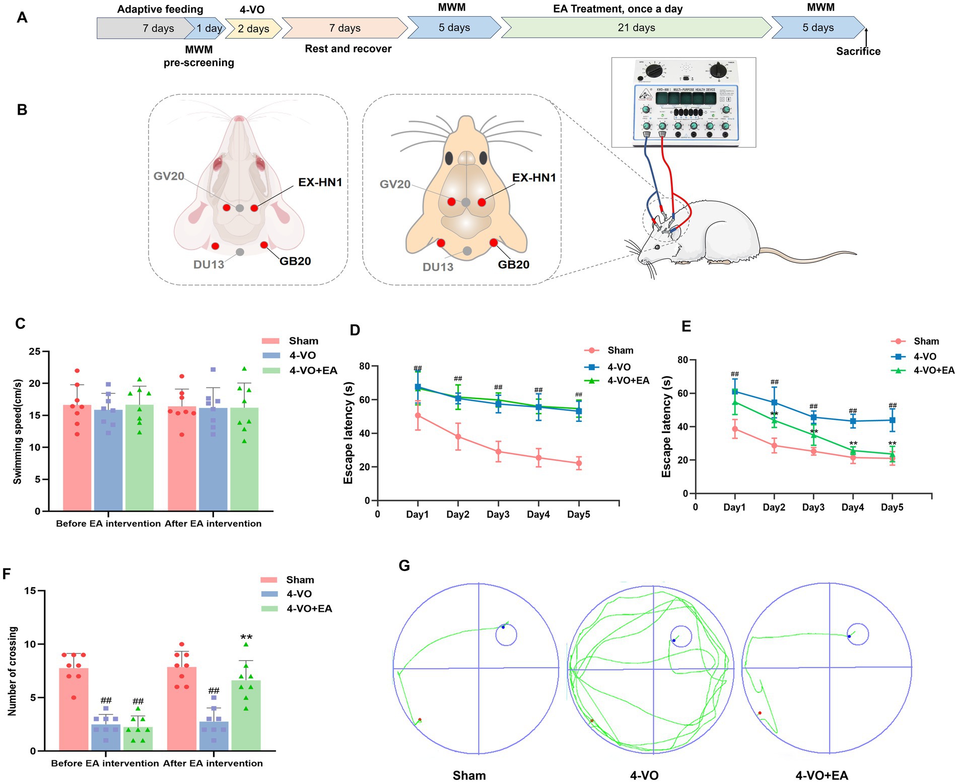 A series of images and charts depicting an experiment involving rodents: (A) Timeline of adaptive feeding, the 4-vessel occlusion (4-VO) procedure, Morris water maze (MWM) pre-screening, EA treatment, and sacrifice; (B) Illustration of acupuncture points in rodents with a rat connected to an electroacupuncture device; (C) Bar graph showing swimming speeds across sham, 4-VO, and 4-VO+EA groups before and after EA intervention; (D and E) Line graphs comparing escape latencies over five days; (F) Bar graph displaying the number of crosses before and after EA intervention; (G) Trajectories of sham, 4-VO, and 4-VO+EA groups in circular paths.